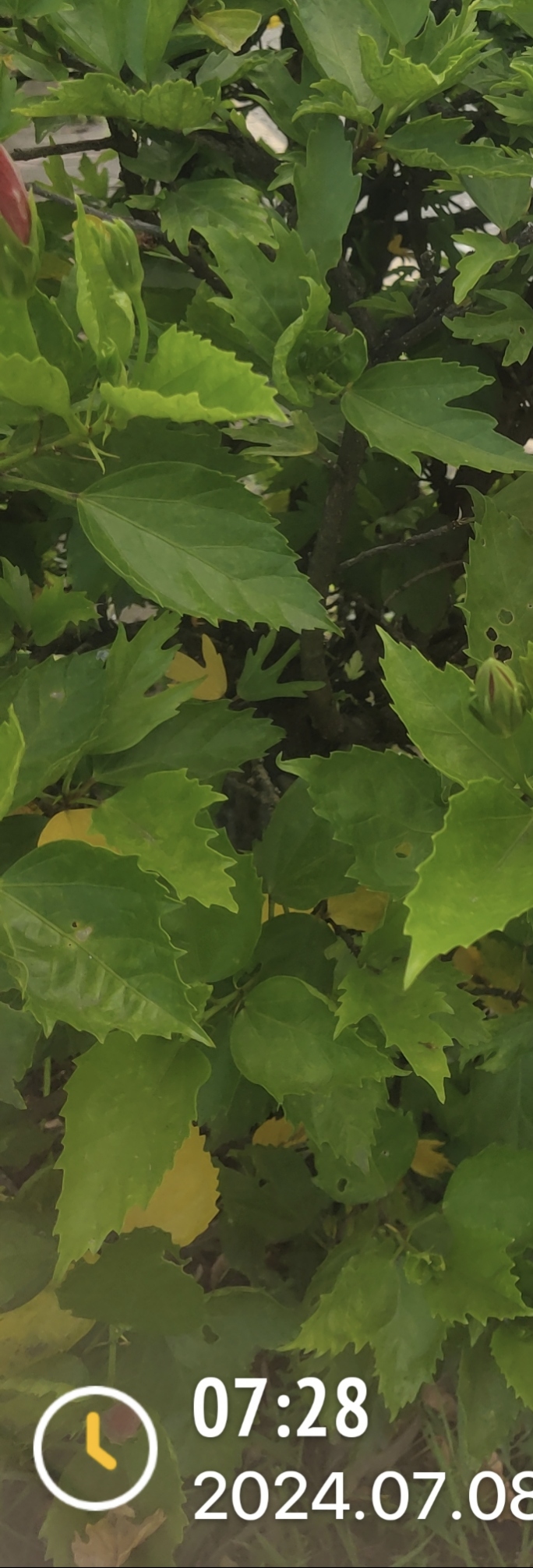 百度识图(朱槿花)