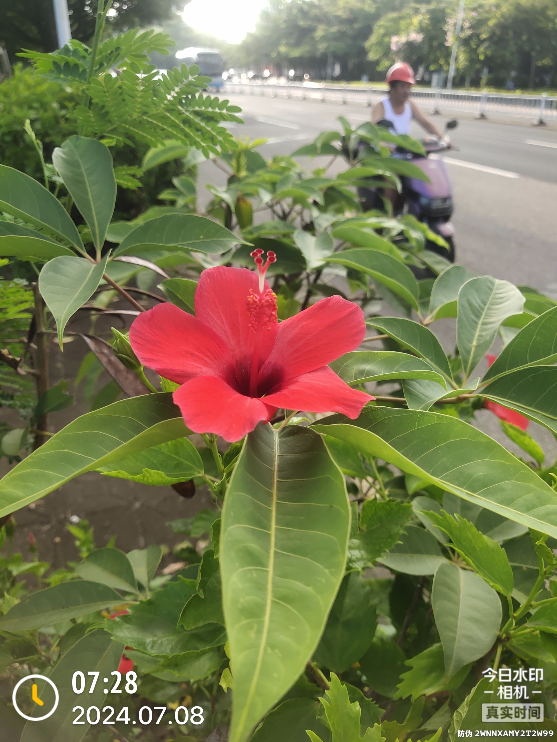 百度识图(朱槿花78)