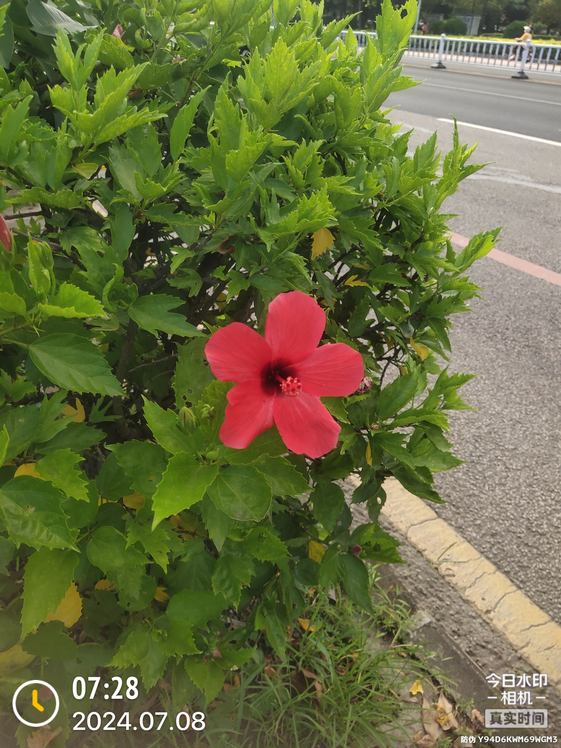 百度识图(朱槿花)