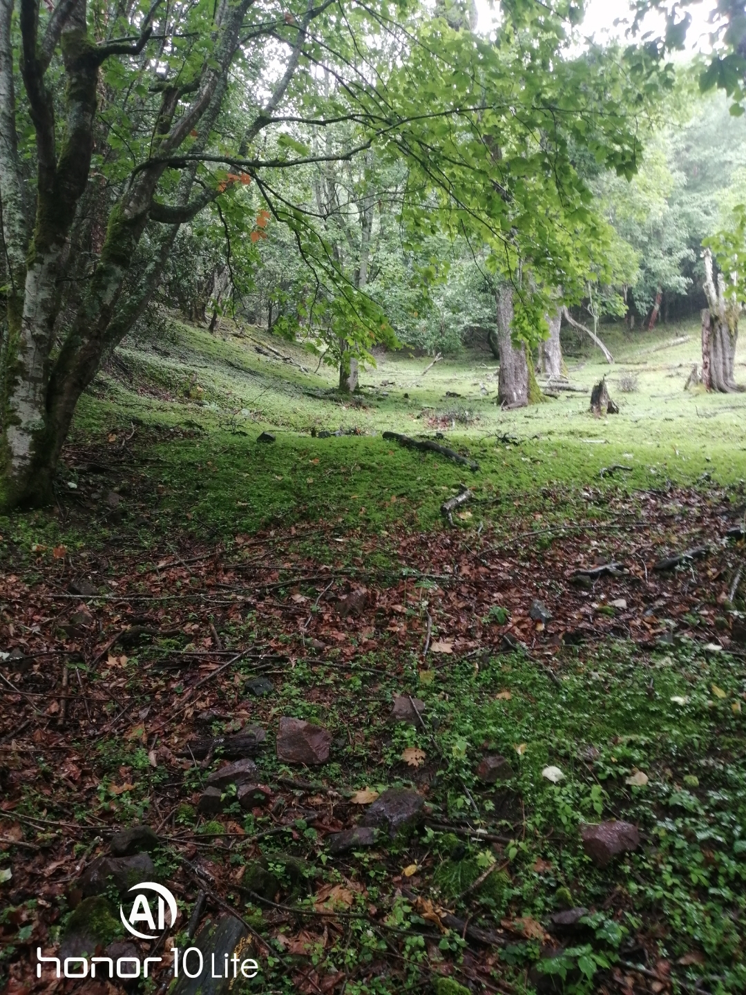 云南野生回春草(回心草)