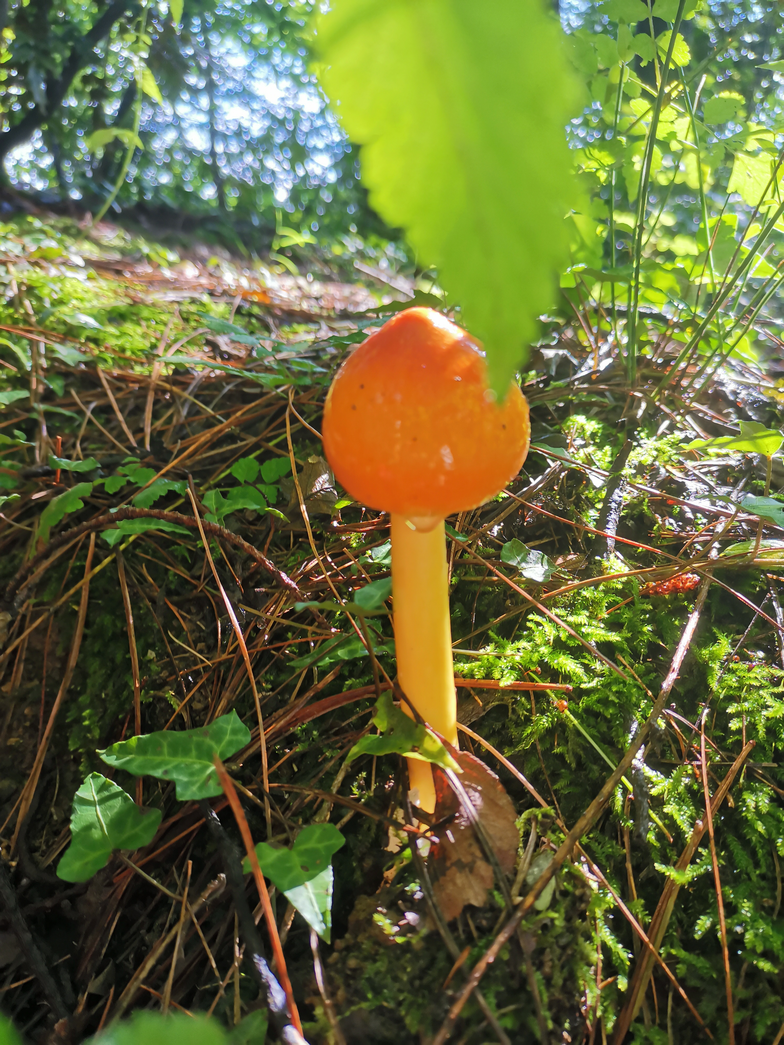 山鸡蛋花菌图片