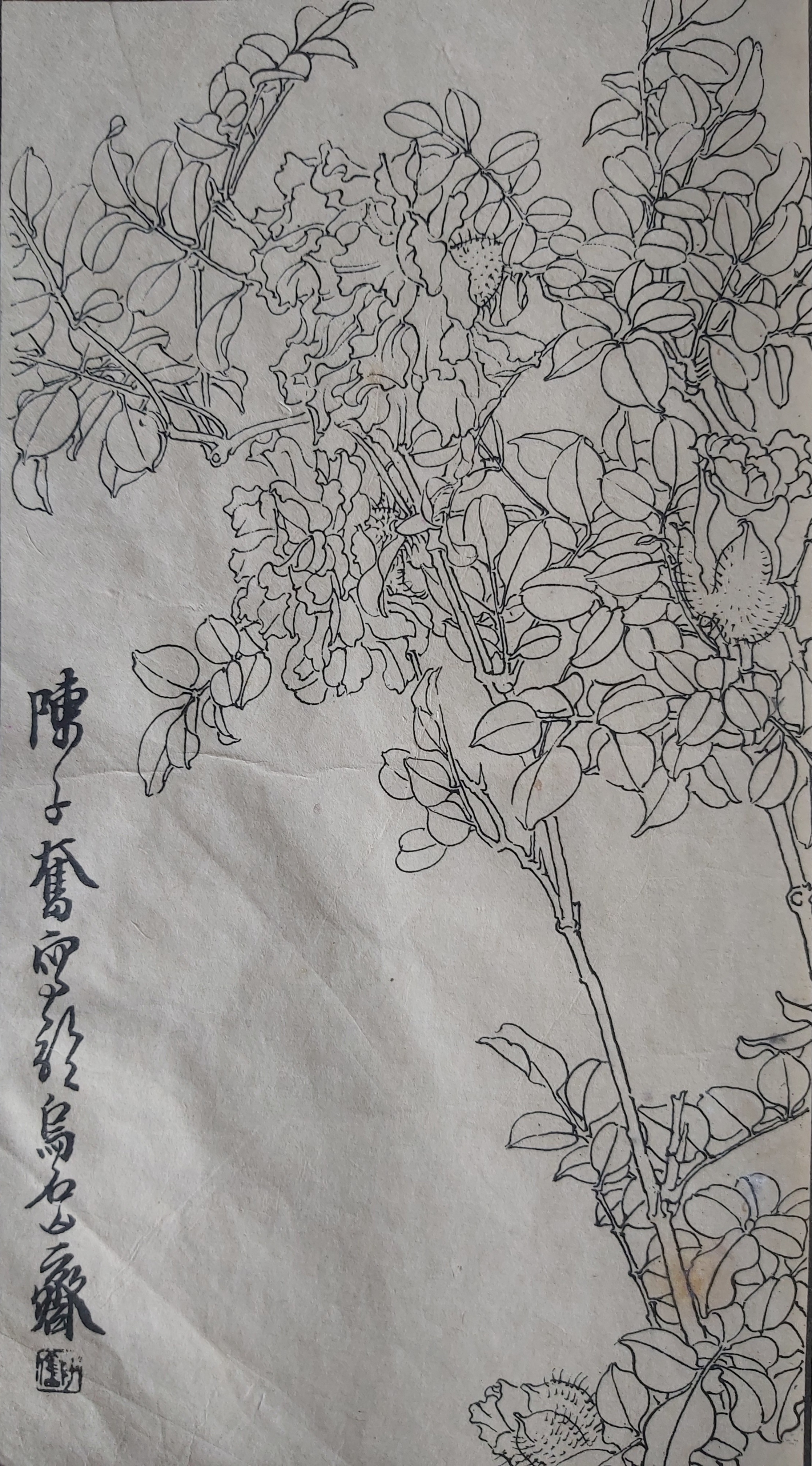 陈子奋国画白描花鸟作品欣赏.