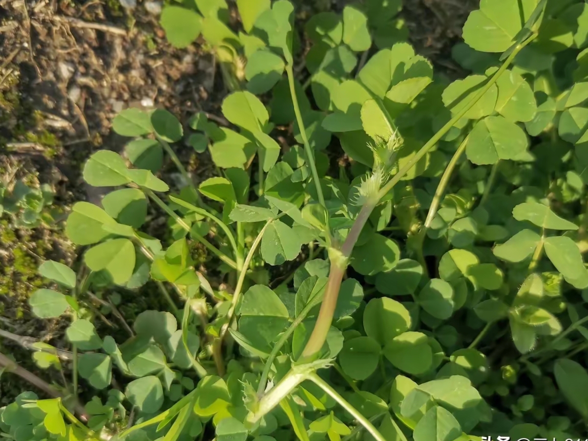 今天在野外发现一片长得很像草头的植物,但不确定就是草头,不敢采
