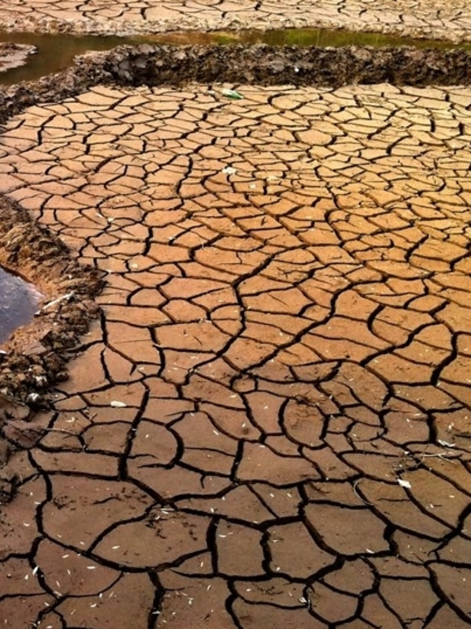 水库见底干裂,猪牛羊饮水难,不少包谷,烤烟等农作物干枯,云南干旱日趋