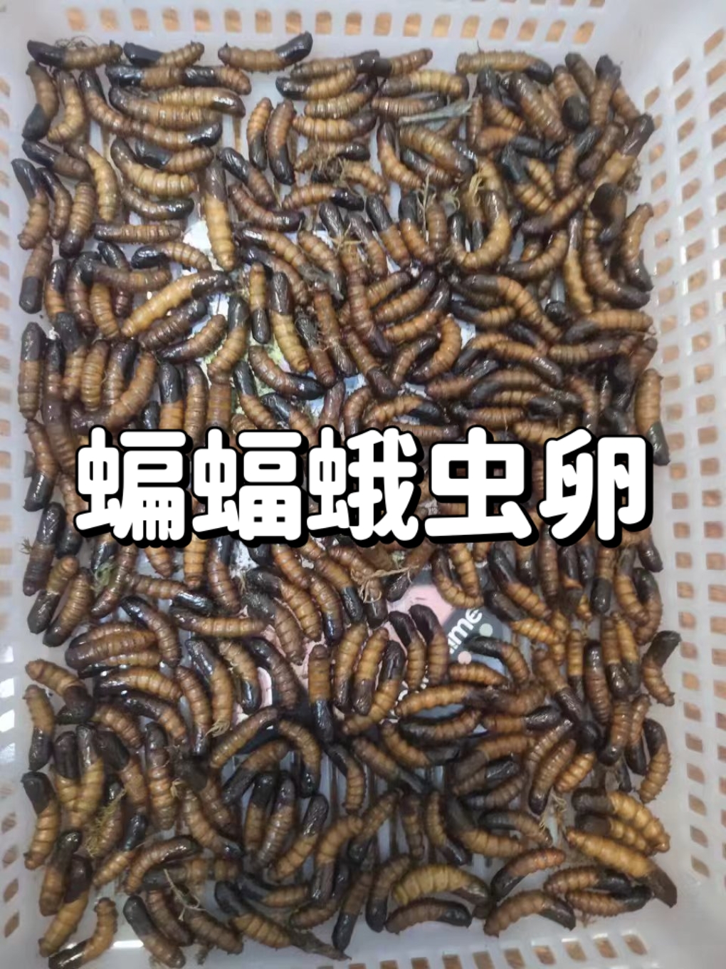 扑棱蛾子卵图片