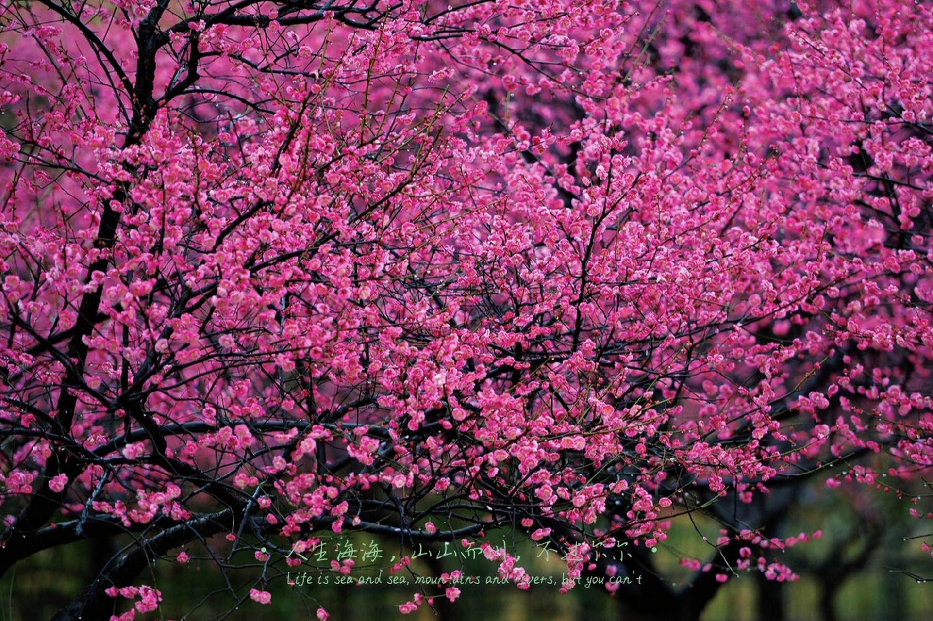 自驾导航到金华梅园北门停车场,看10万平方米的梅园已进入梅花最佳