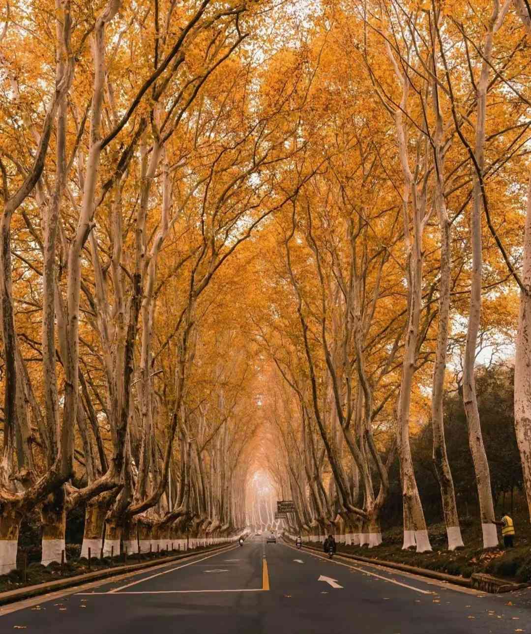 导航到陵园路,周边景点有美龄宫和明孝陵.