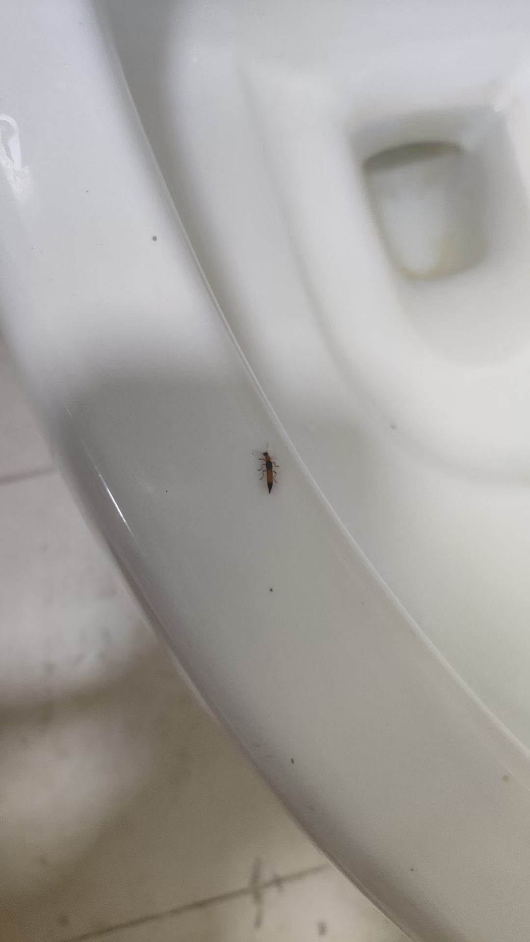 这是什么虫?咬人