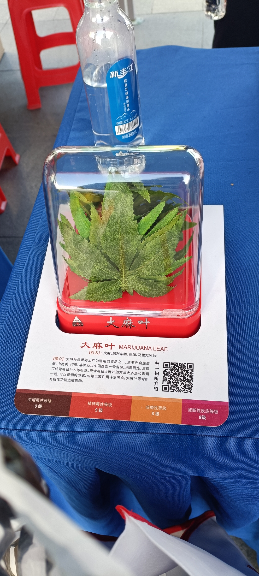 大麻叶是毒品,产自多地,直接吸食,影响机体功能