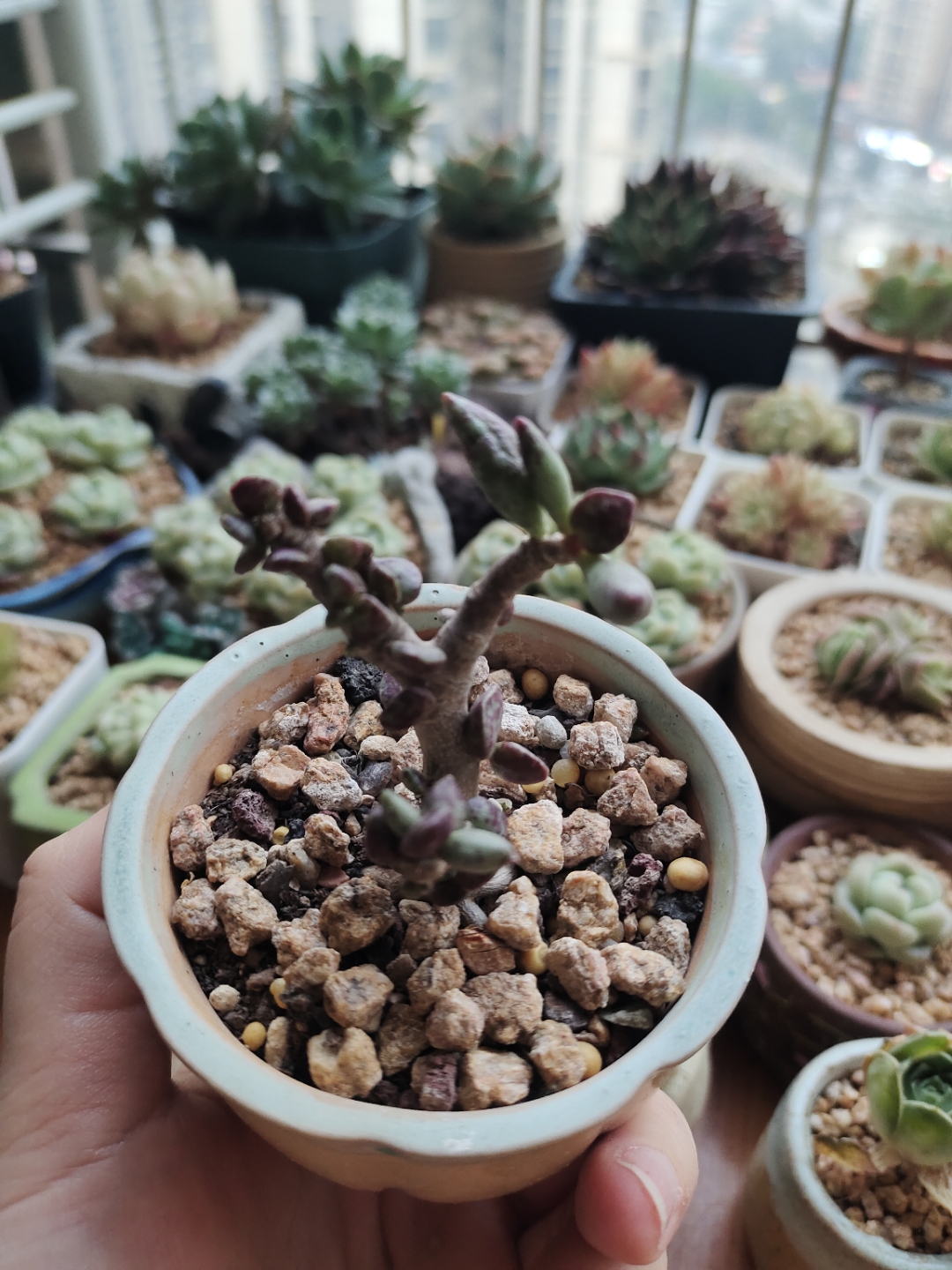 梅花鹿水泡:你小的时候没人照顾,度夏时成为了光杆,但是你顽强拼搏的