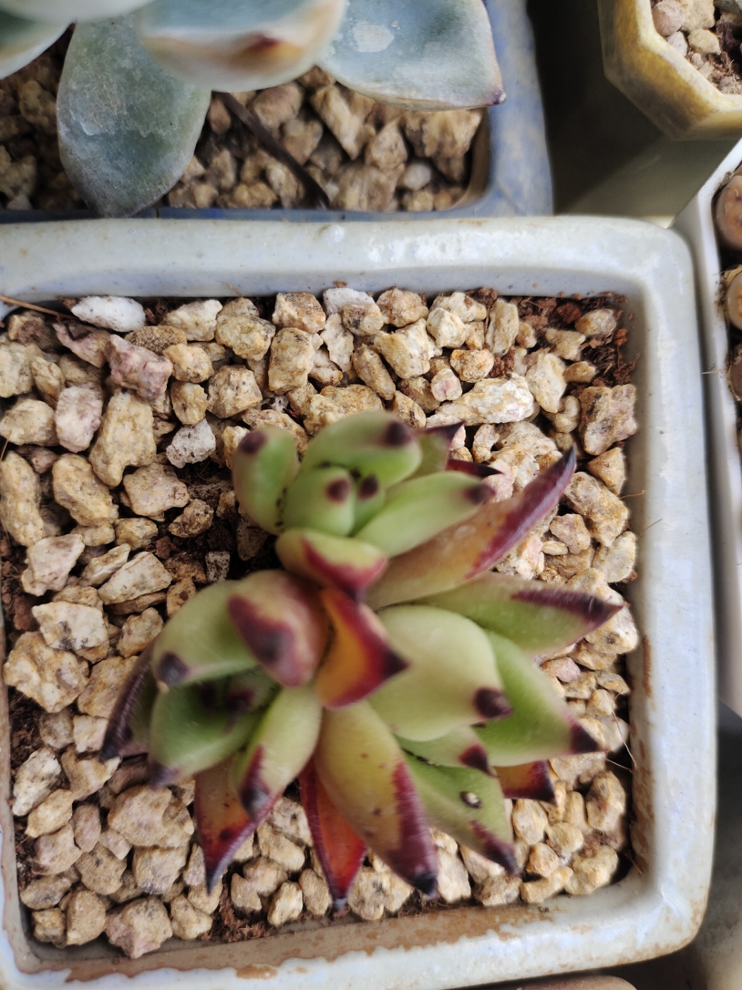 三头黄皮乌木,能成功度夏吗?#暮春谷雨# #多肉联盟