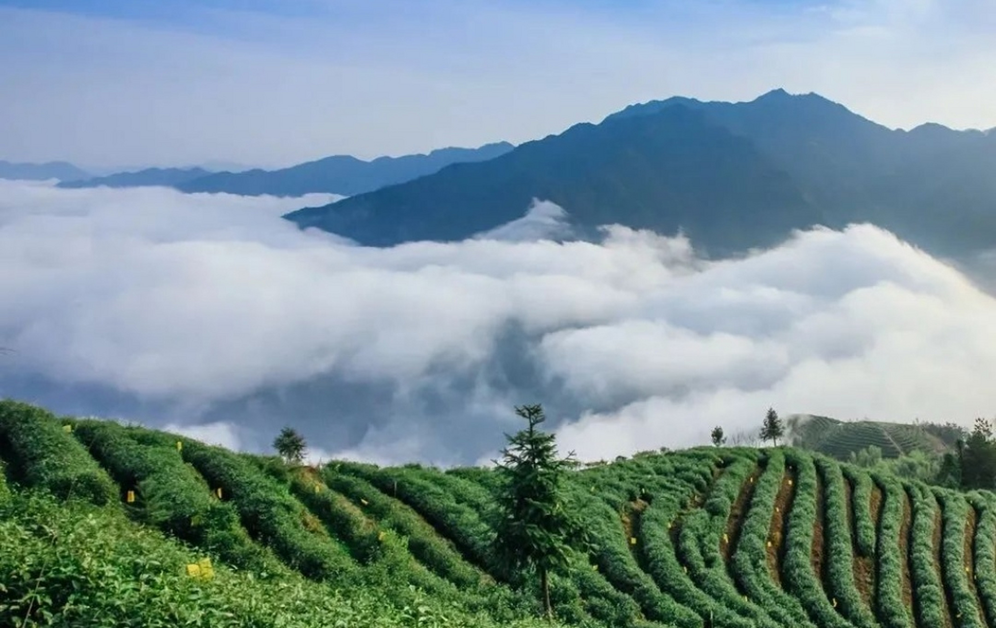 到浙江省景宁畲族自治县天堂湖茶园免费旅游,大饱眼福