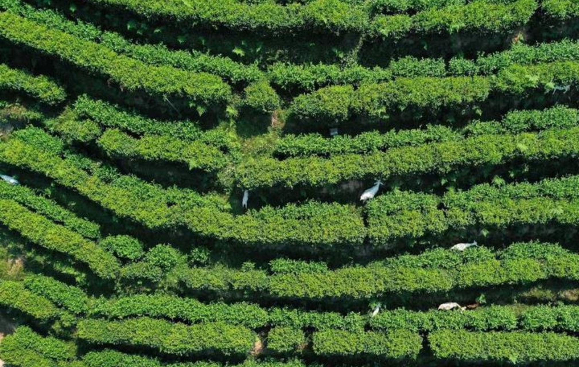 到浙江省景宁畲族自治县天堂湖茶园免费旅游,大饱眼福