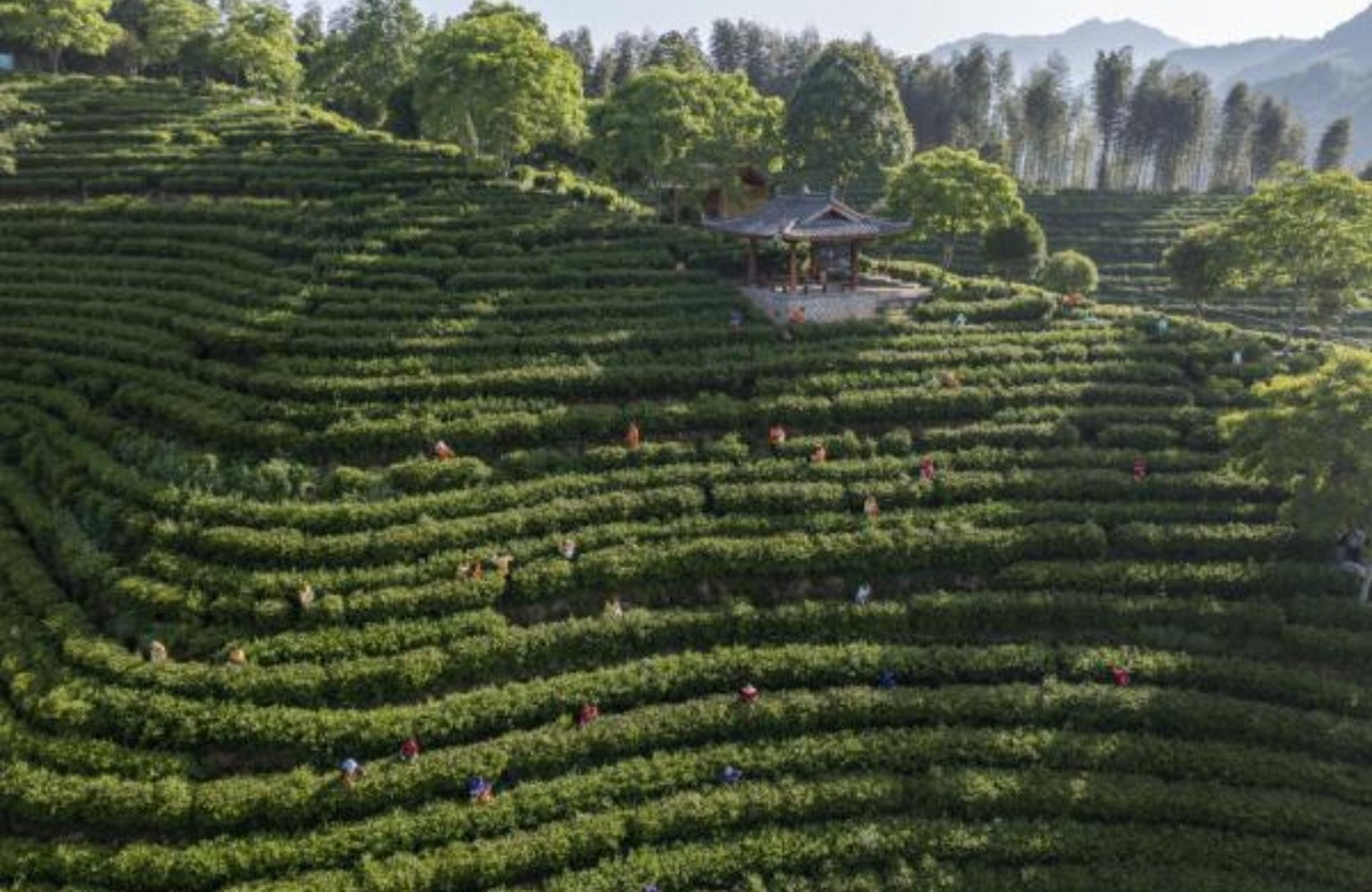 到浙江省景宁畲族自治县天堂湖茶园免费旅游,大饱眼福