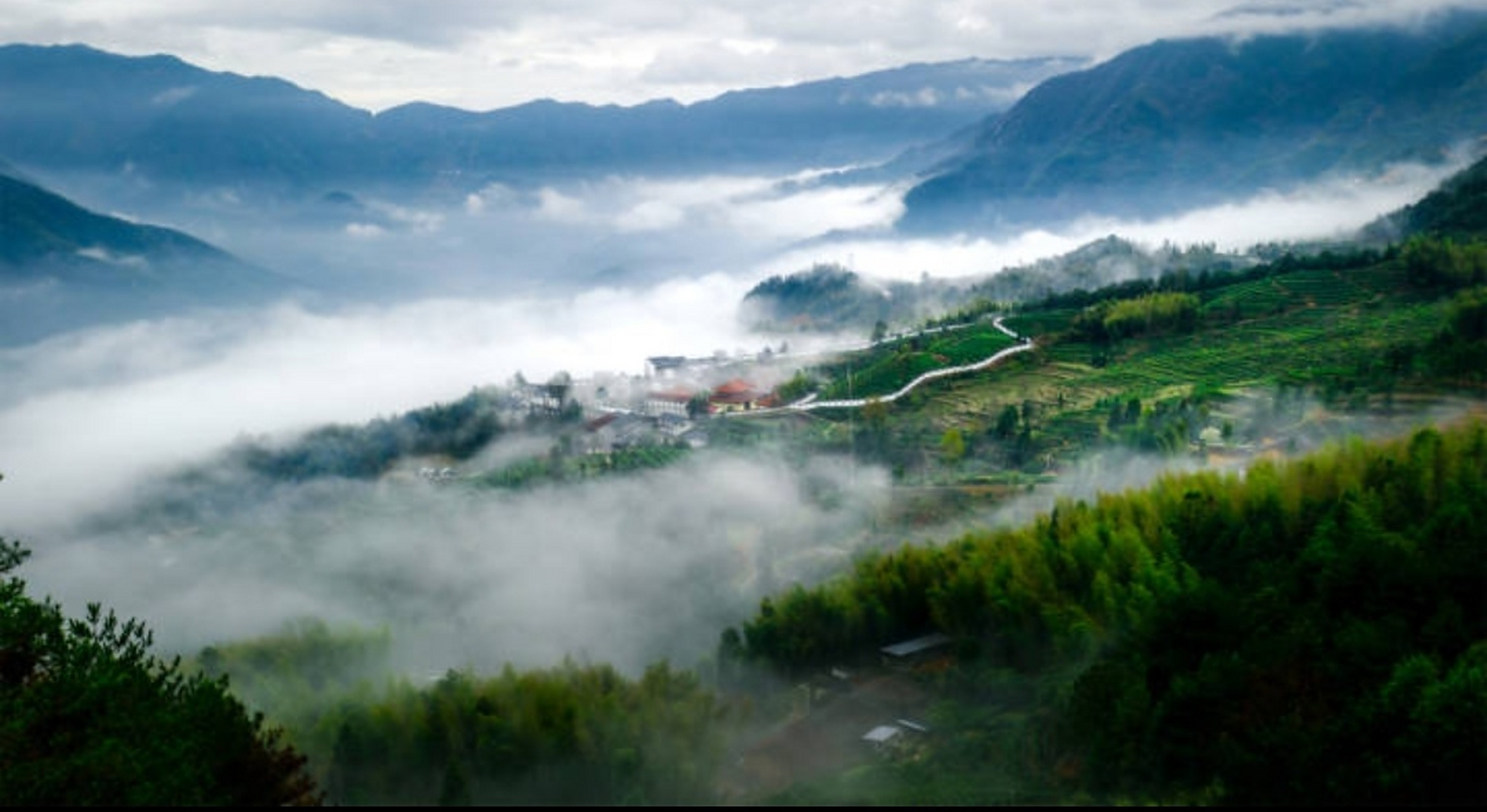 到浙江省景宁畲族自治县天堂湖茶园免费旅游,大饱眼福