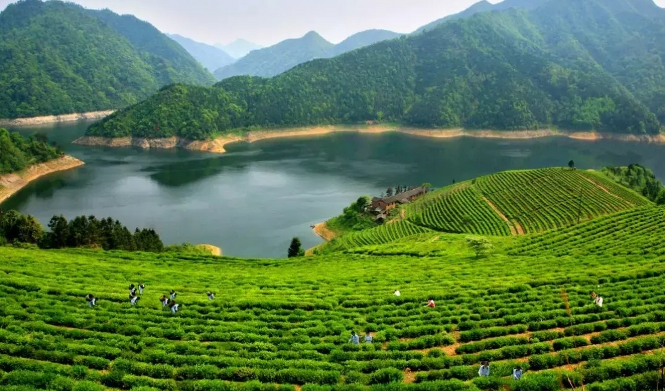 到浙江省景宁畲族自治县天堂湖茶园免费旅游,大饱眼福
