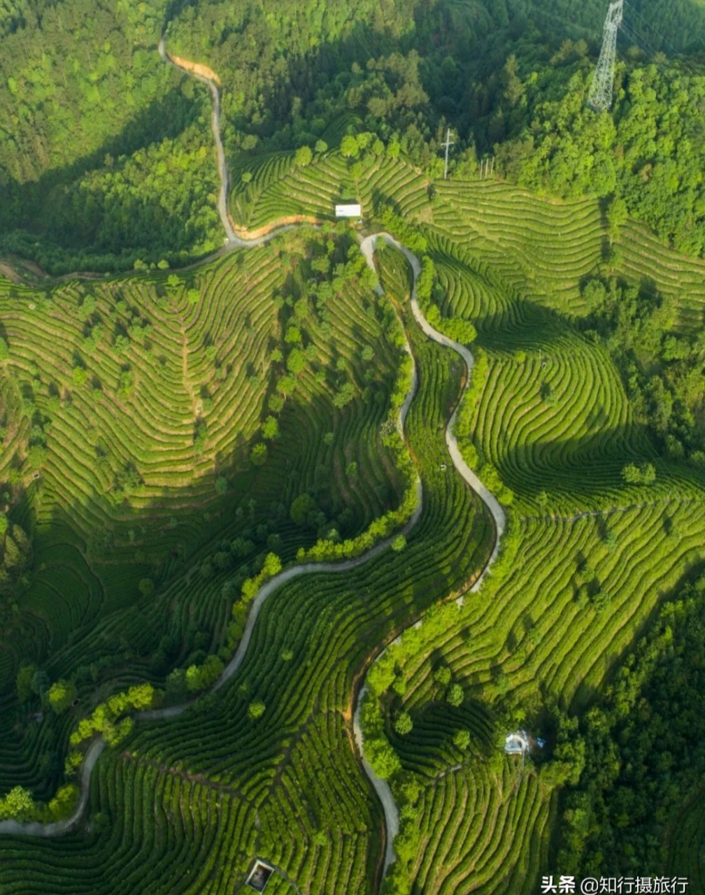 到浙江省景宁畲族自治县天堂湖茶园免费旅游,大饱眼福