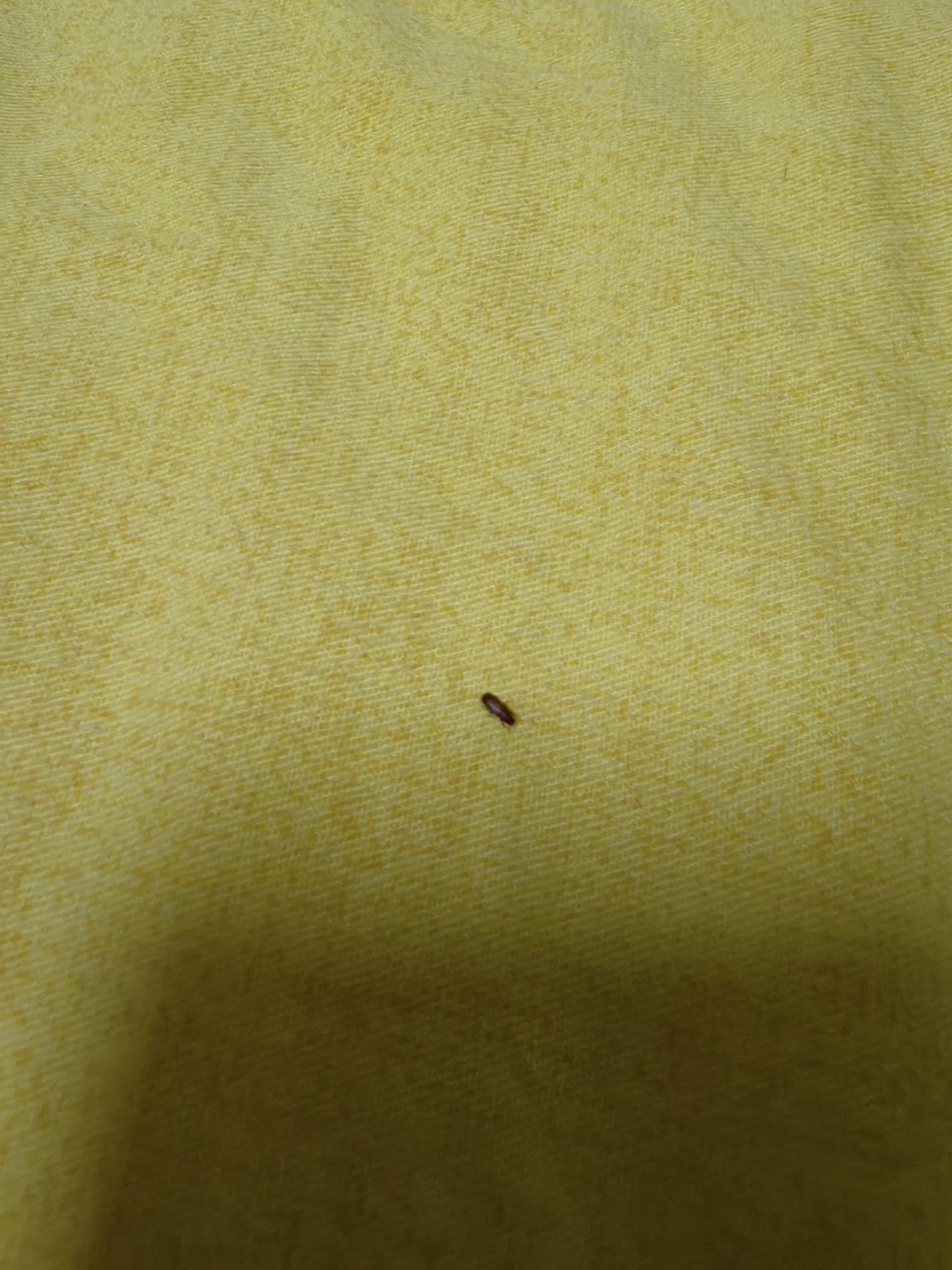 这是什么虫?最近房间时不时出现这种虫子,壳特别硬,使劲都掐不死.