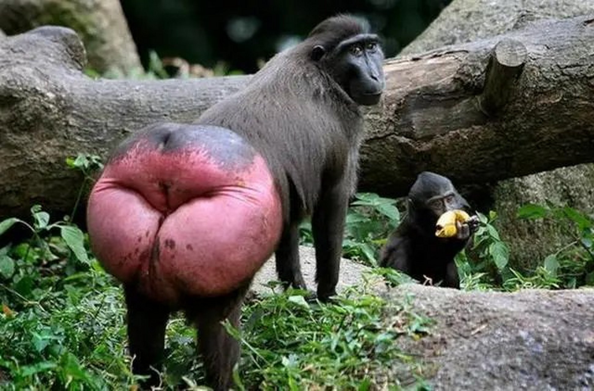 创意话题挑战赛#猴子屁股变红,是何因?敬请阅者回答!