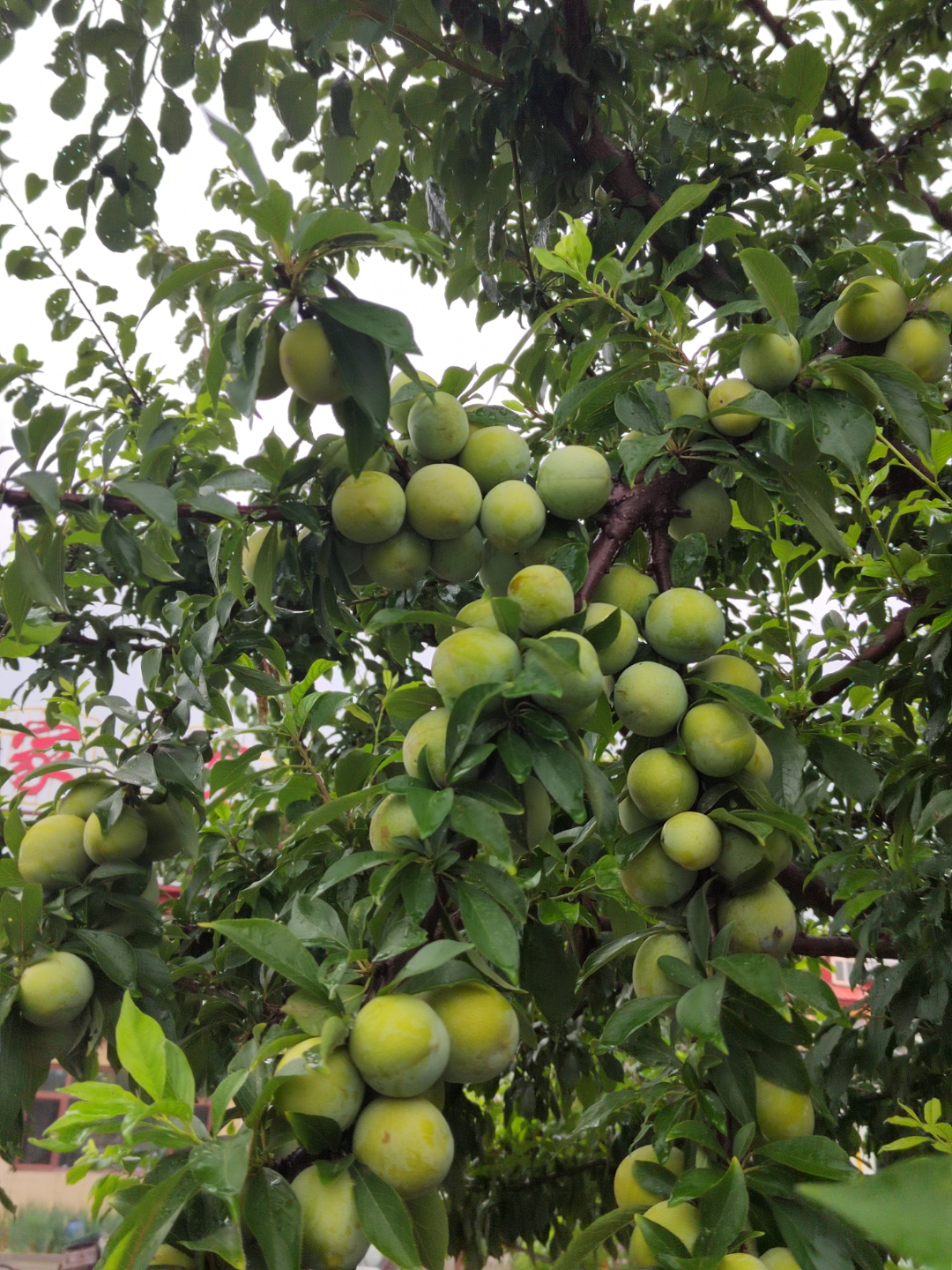 这棵树结果子了,密密麻麻的小苹果,看着就喜人