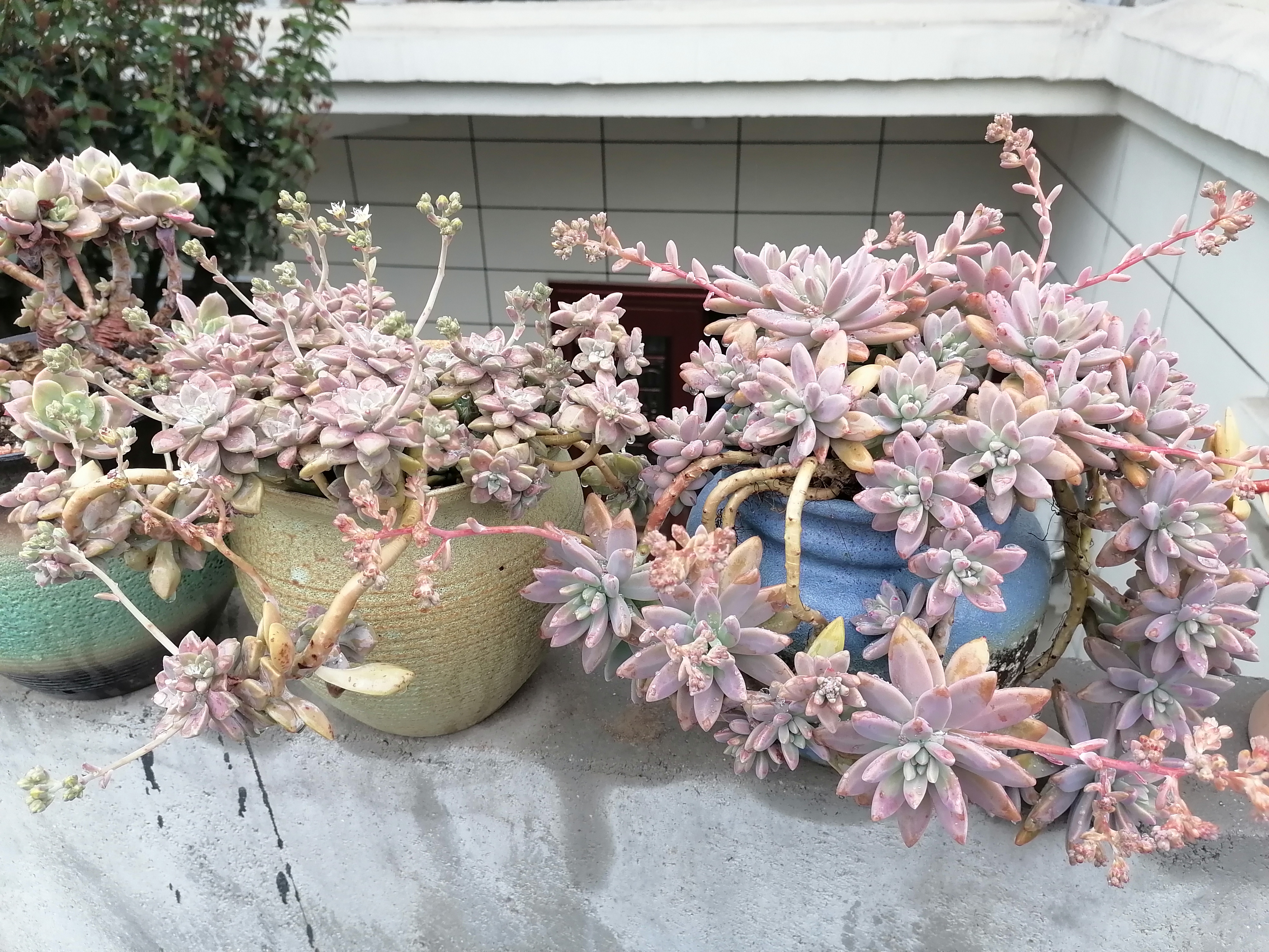 初春的露台上,雨后的多肉,绿植,海棠都在竟相展示自己的美,被春雨淋过