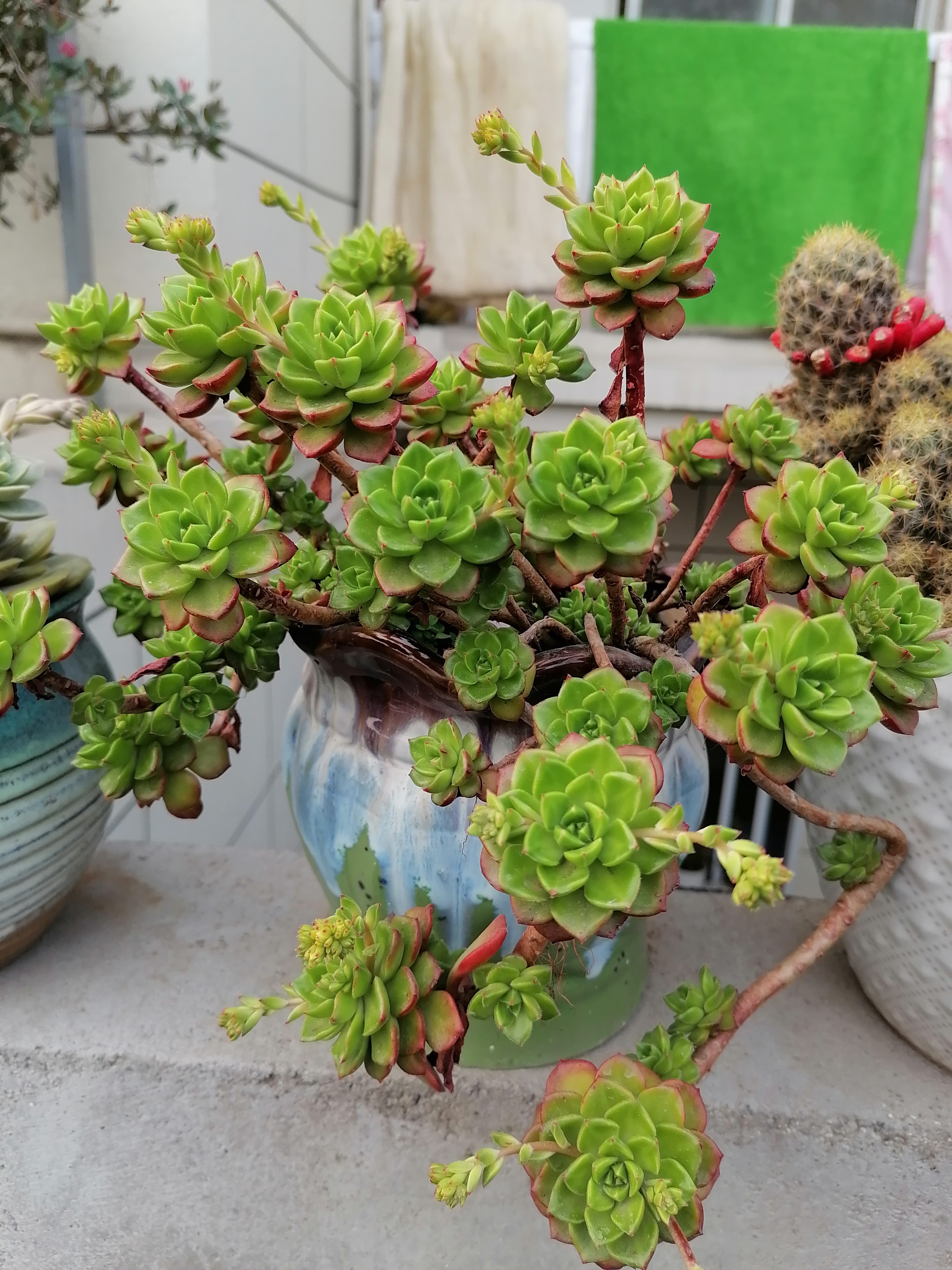 初春的露台上,雨后的多肉,绿植,海棠都在竟相展示自己的美,被春雨淋过