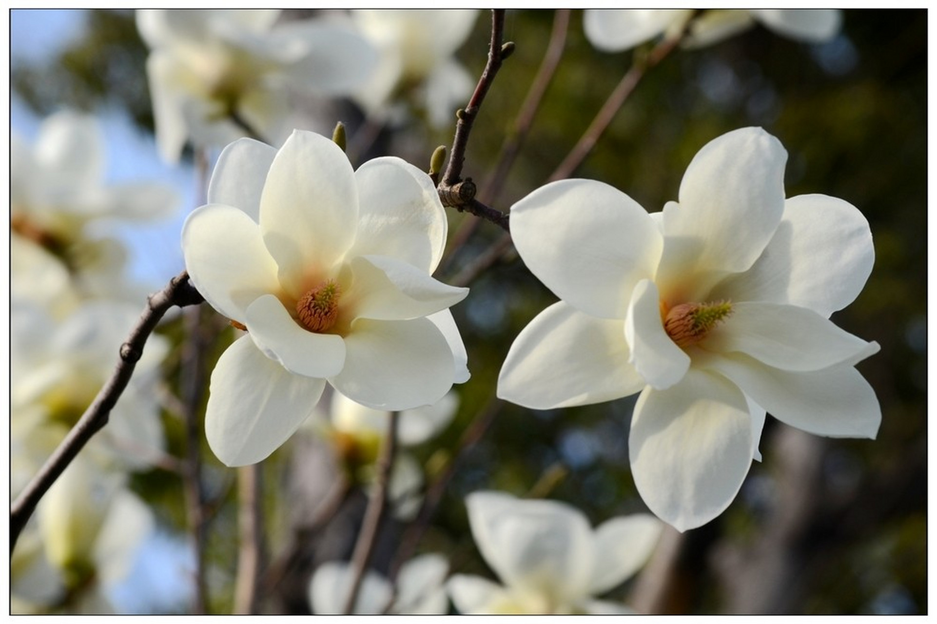 唐寅《桃花庵歌》 桃花坞里桃花庵,桃花庵下桃花仙; 桃花仙人种桃树