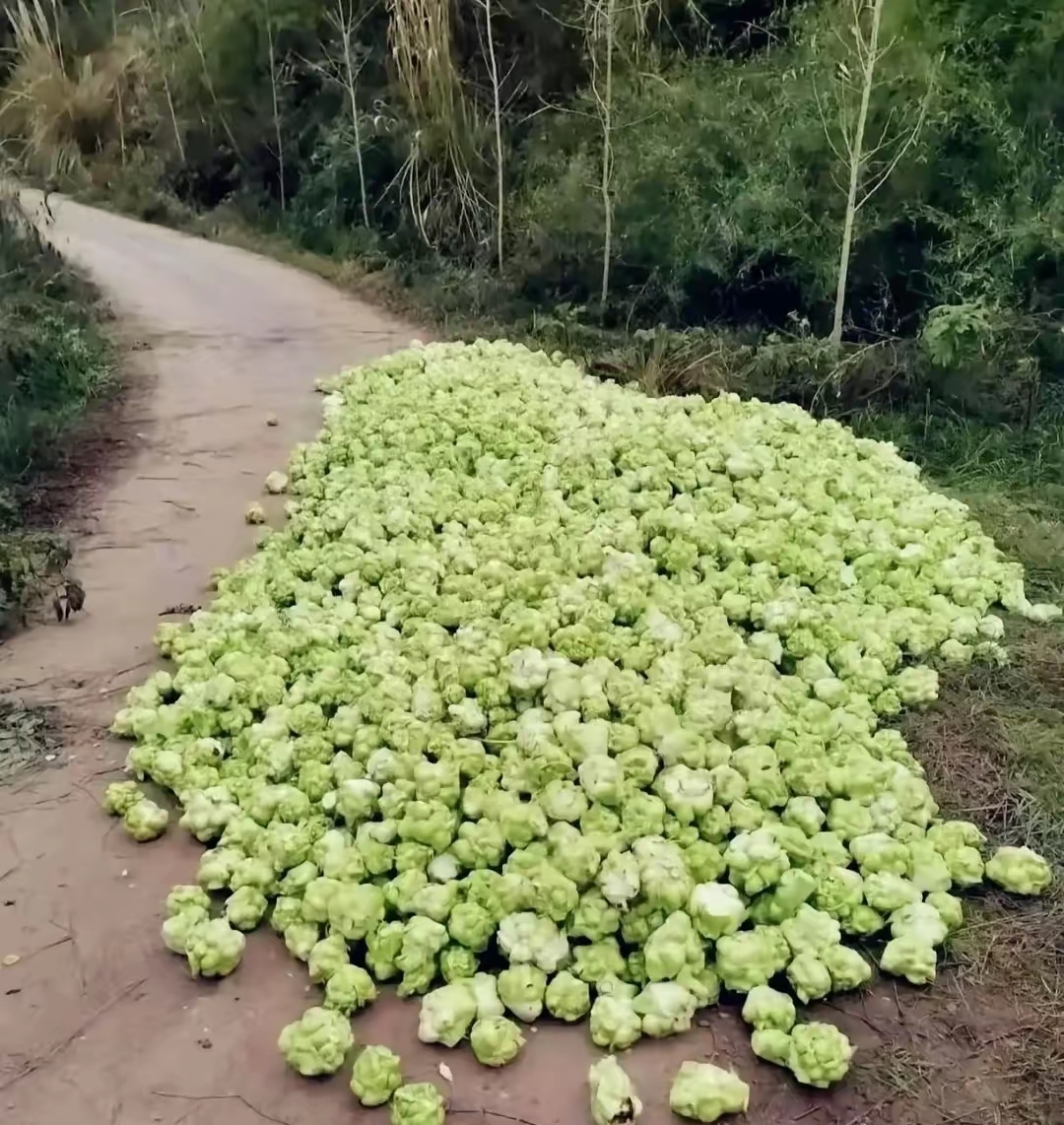 胚兰菜头图片