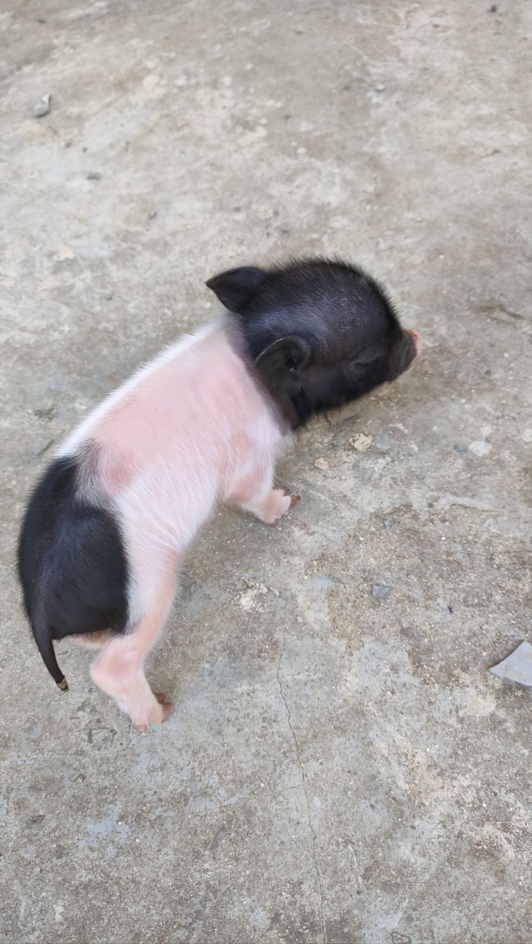 线上萌宠评选赛#