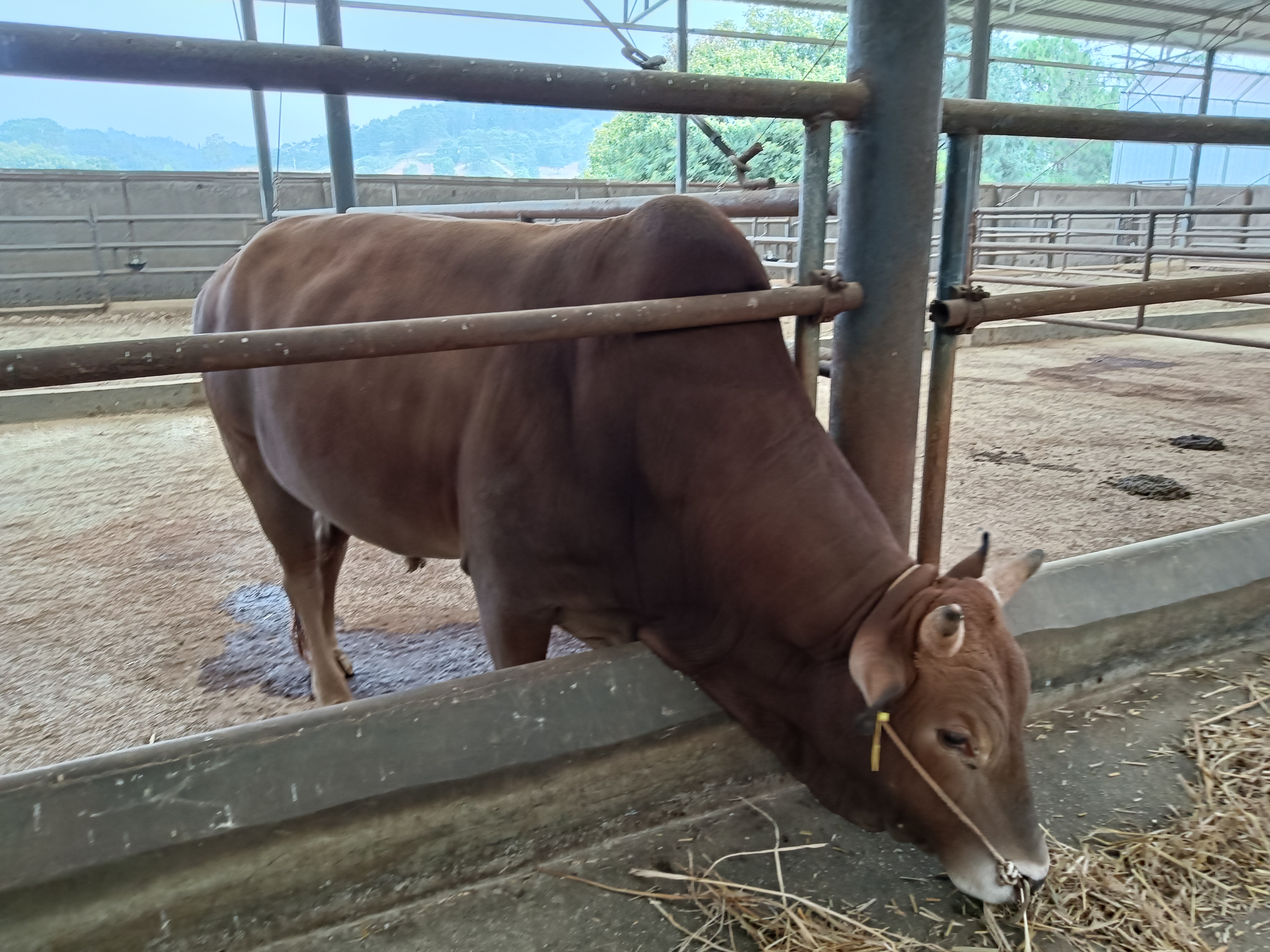 国人食用的高端牛肉 02020202020202 品尝广南高峰牛