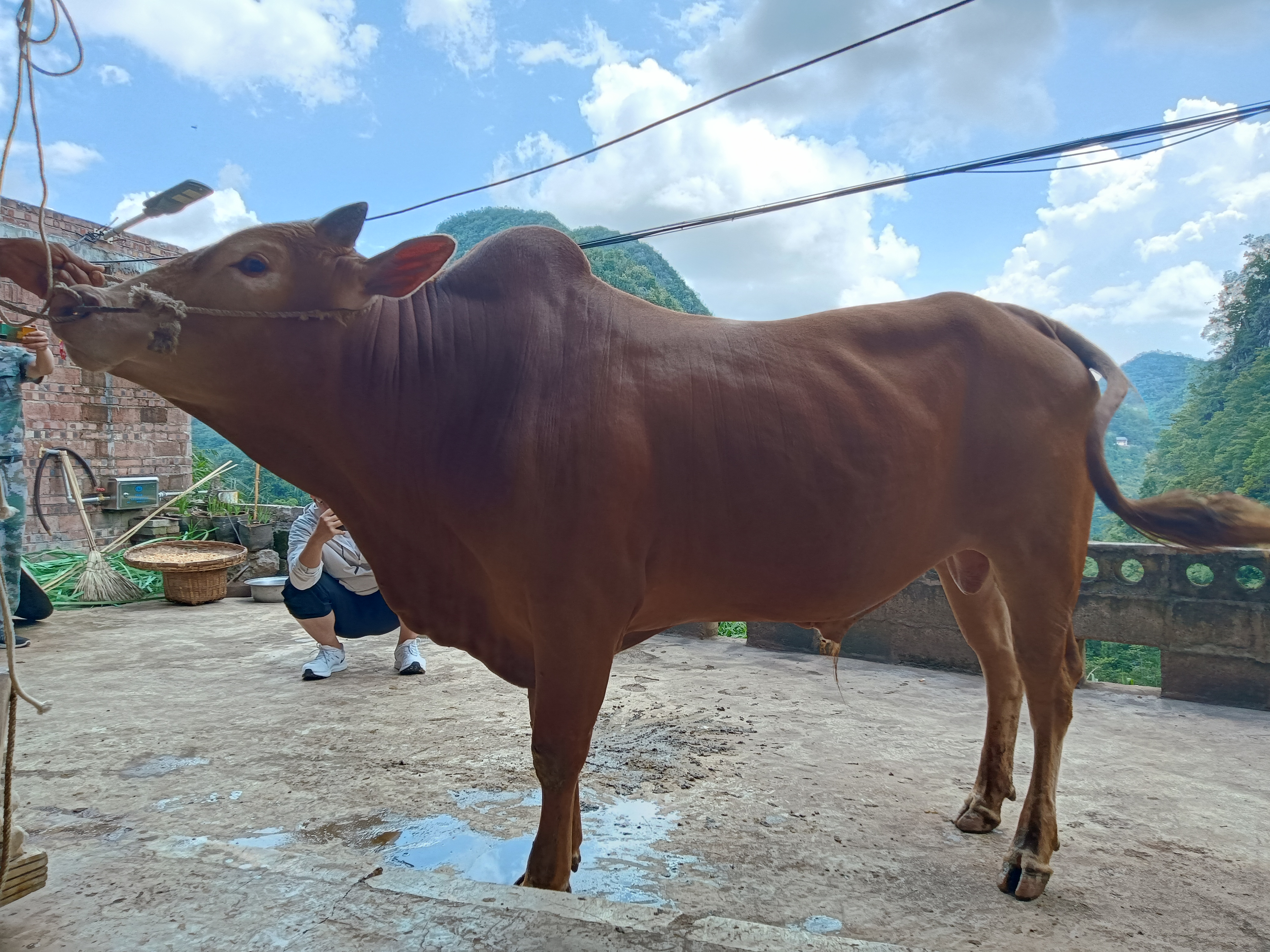 国人食用的高端牛肉 02020202020202 品尝广南高峰牛