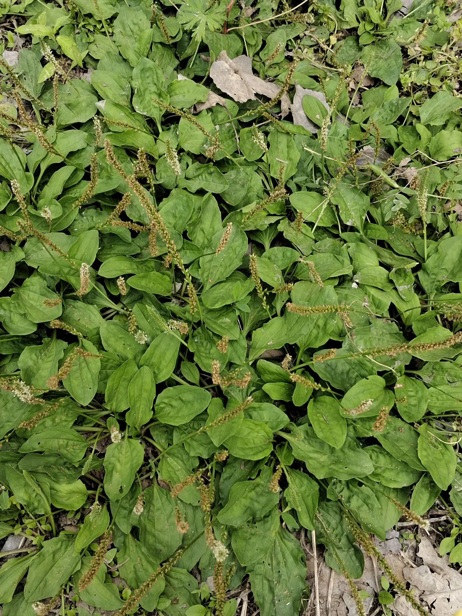 好多这个草啊,听说这个对身体很好,是我看错了吗?