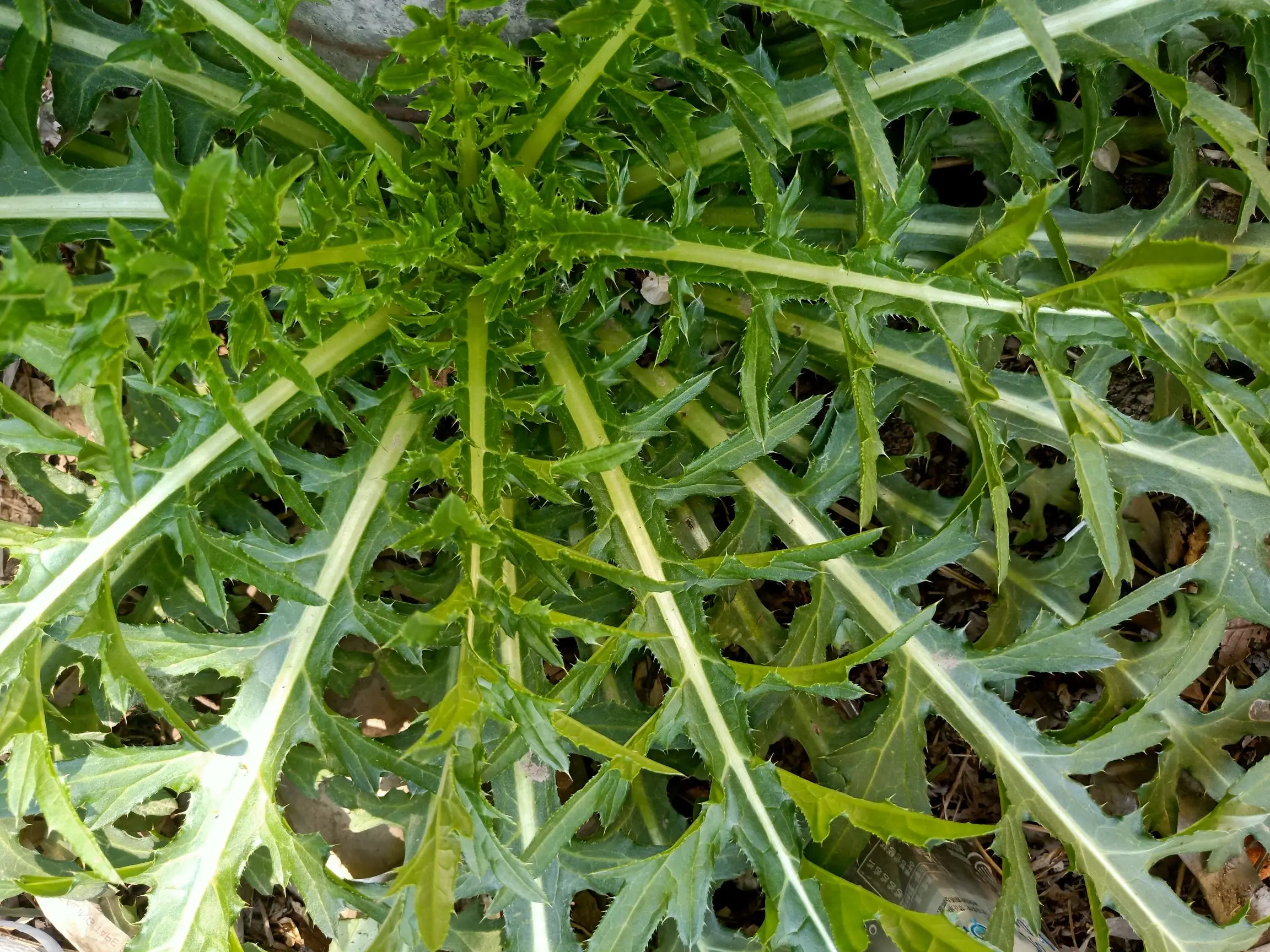 这是啥菜啊?[左捂脸]都是刺,都不敢碰!