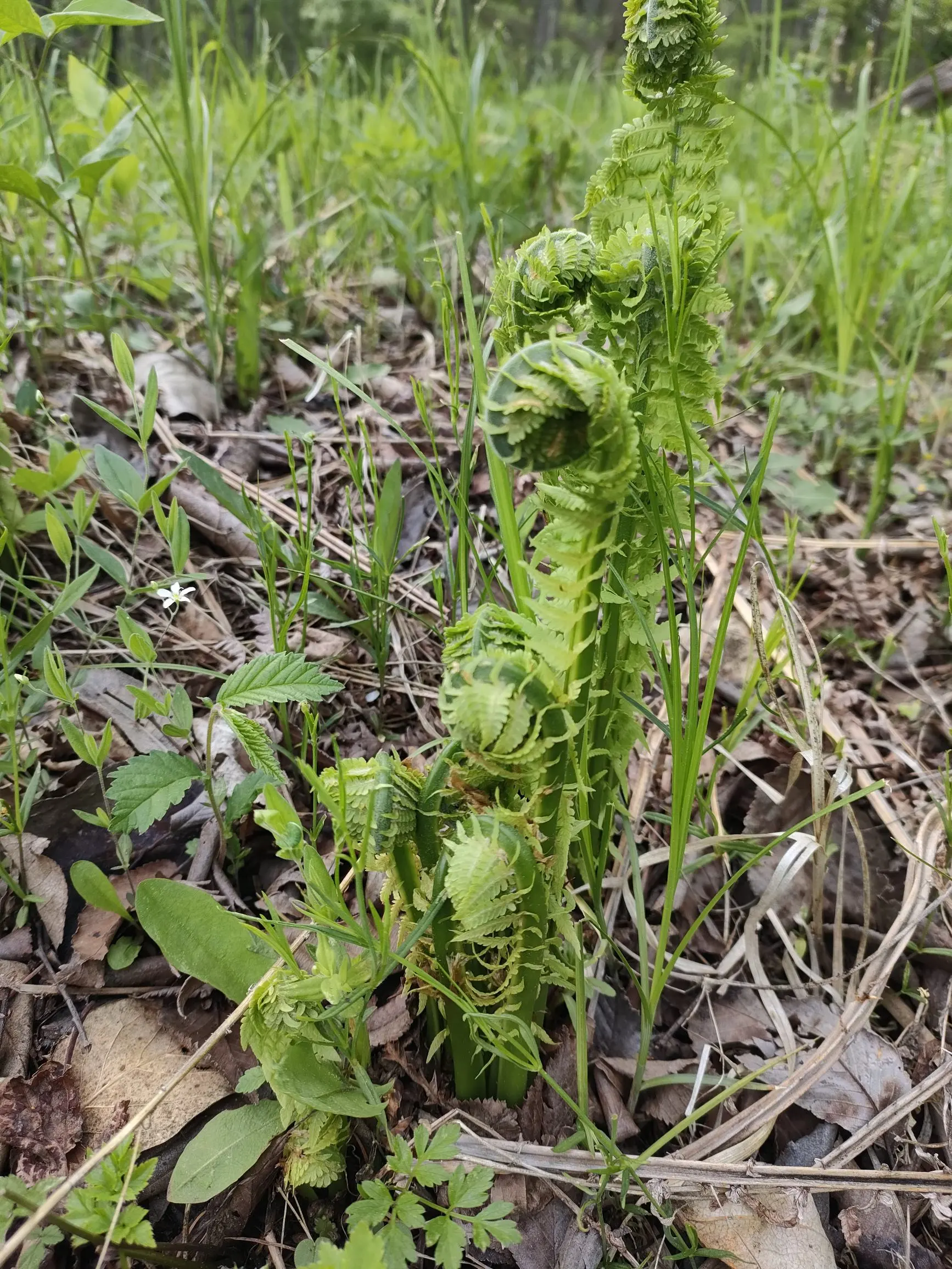 长白毛的蕨菜图片