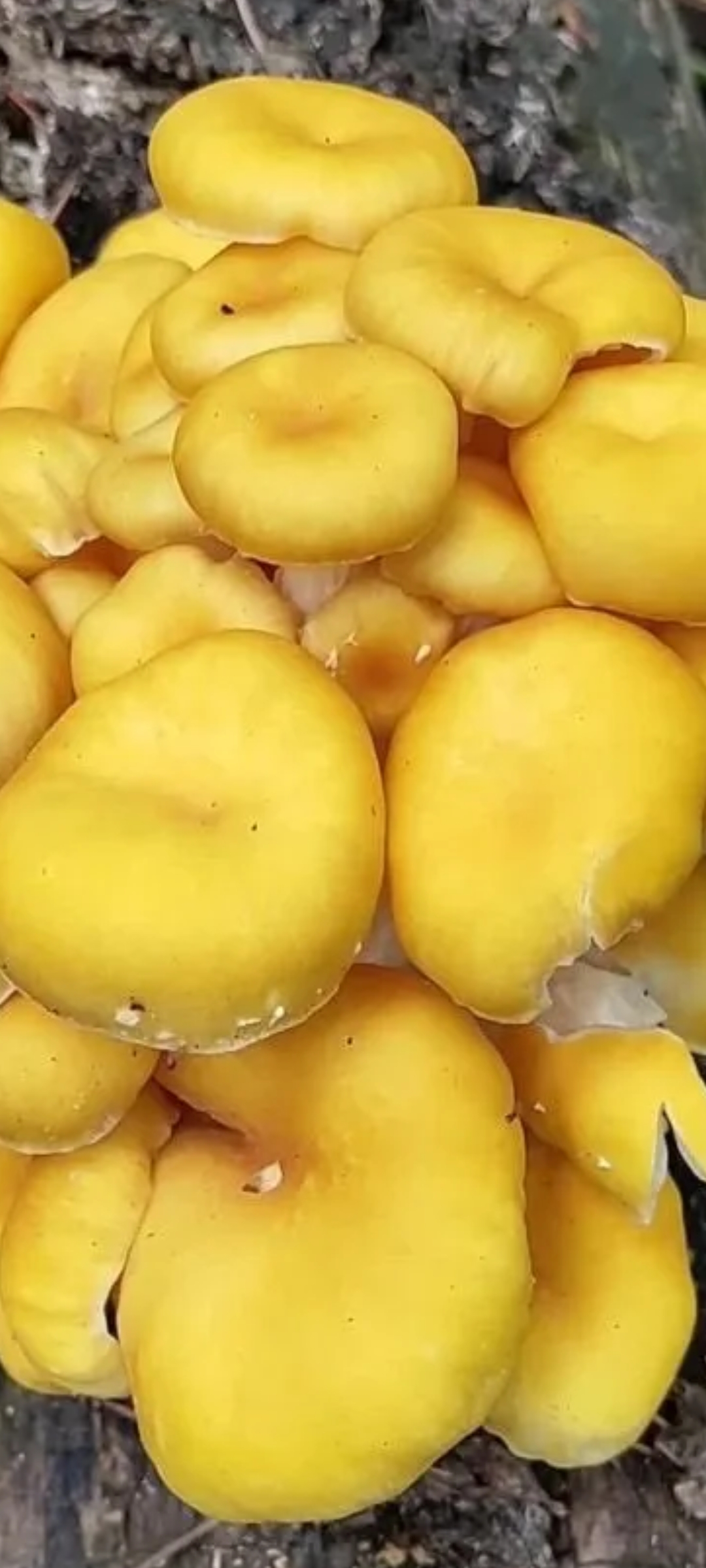 这个蘑菇好吃吗?[大笑]现在等啊!