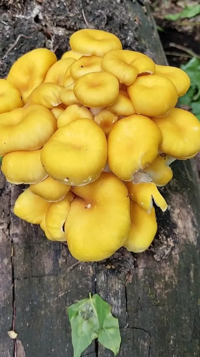 这个蘑菇好吃吗?[大笑]现在等啊![鼓掌]