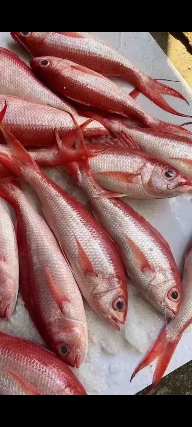 看起来好漂亮啊,第一次看到红色的鱼,不知道咋吃好吃,怕做错了