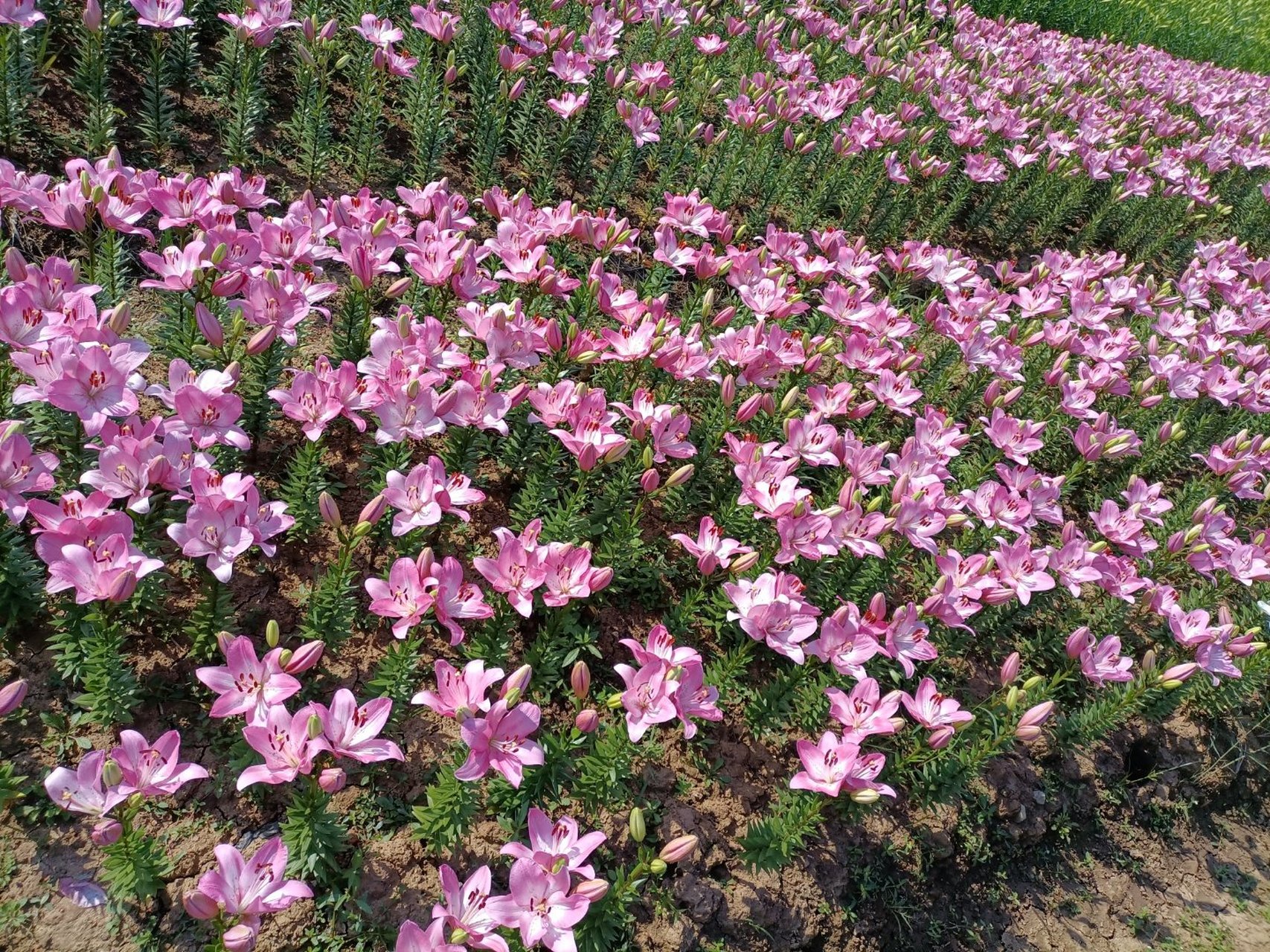 无锡夏普 高价300[强][强]高价300  【无锡夏普】体检免费18-40岁