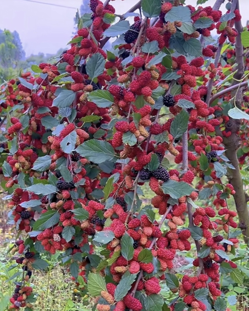 野生桑葚:大自然的珍贵.@utfwcl354的动态