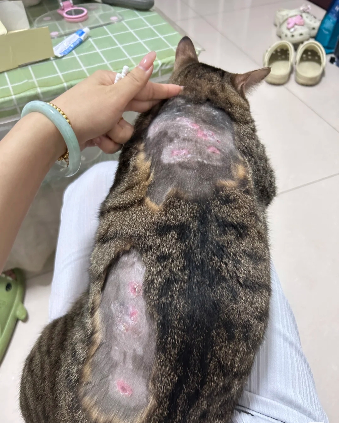 这个鬼天气真烦透了,天天下雨,家里东西都发霉,因潮湿闺蜜家的猫都得