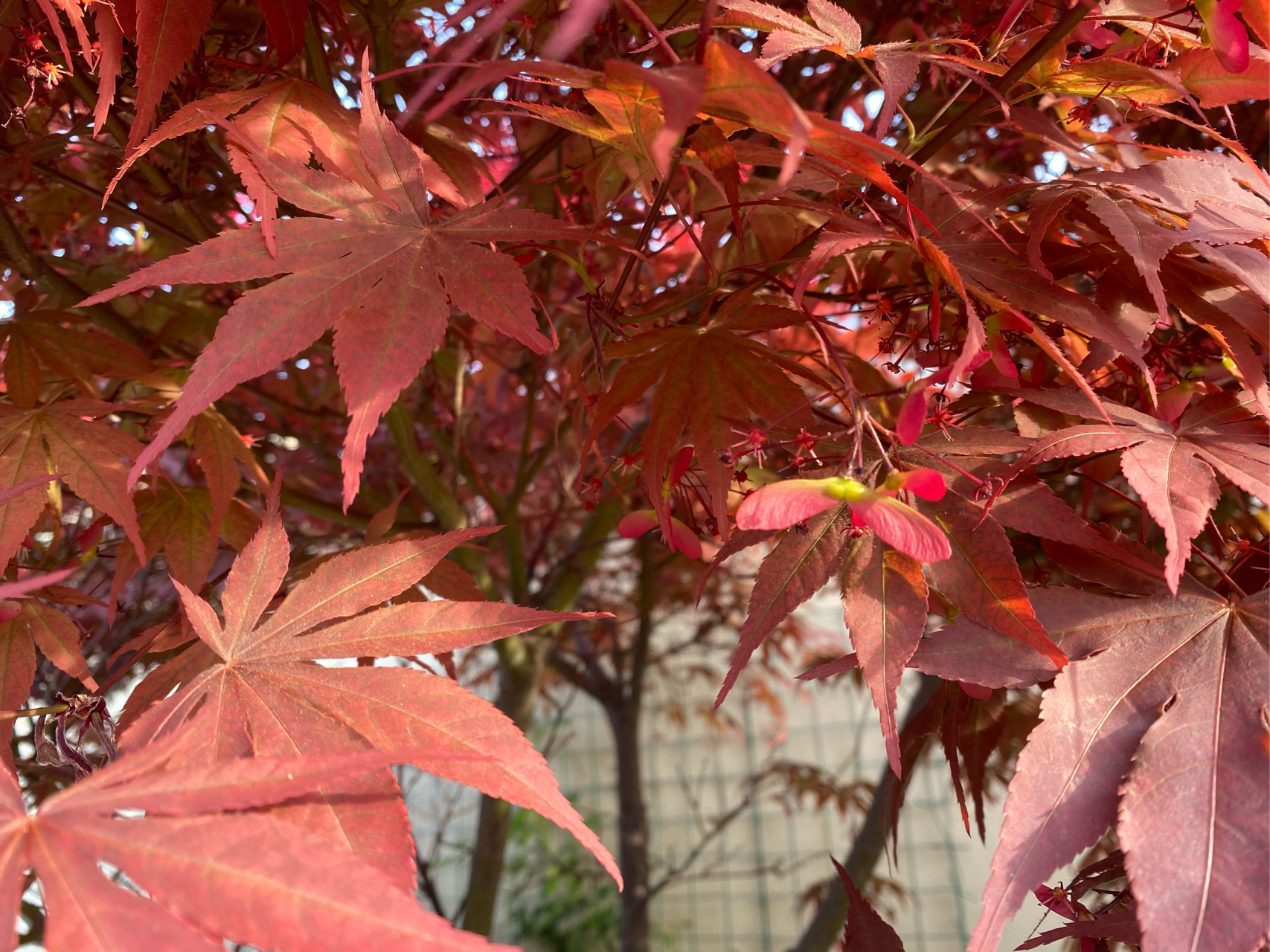 你们见过红枫也会开花的吗,仔细看才能看到红枫的花,只有少数人能找到