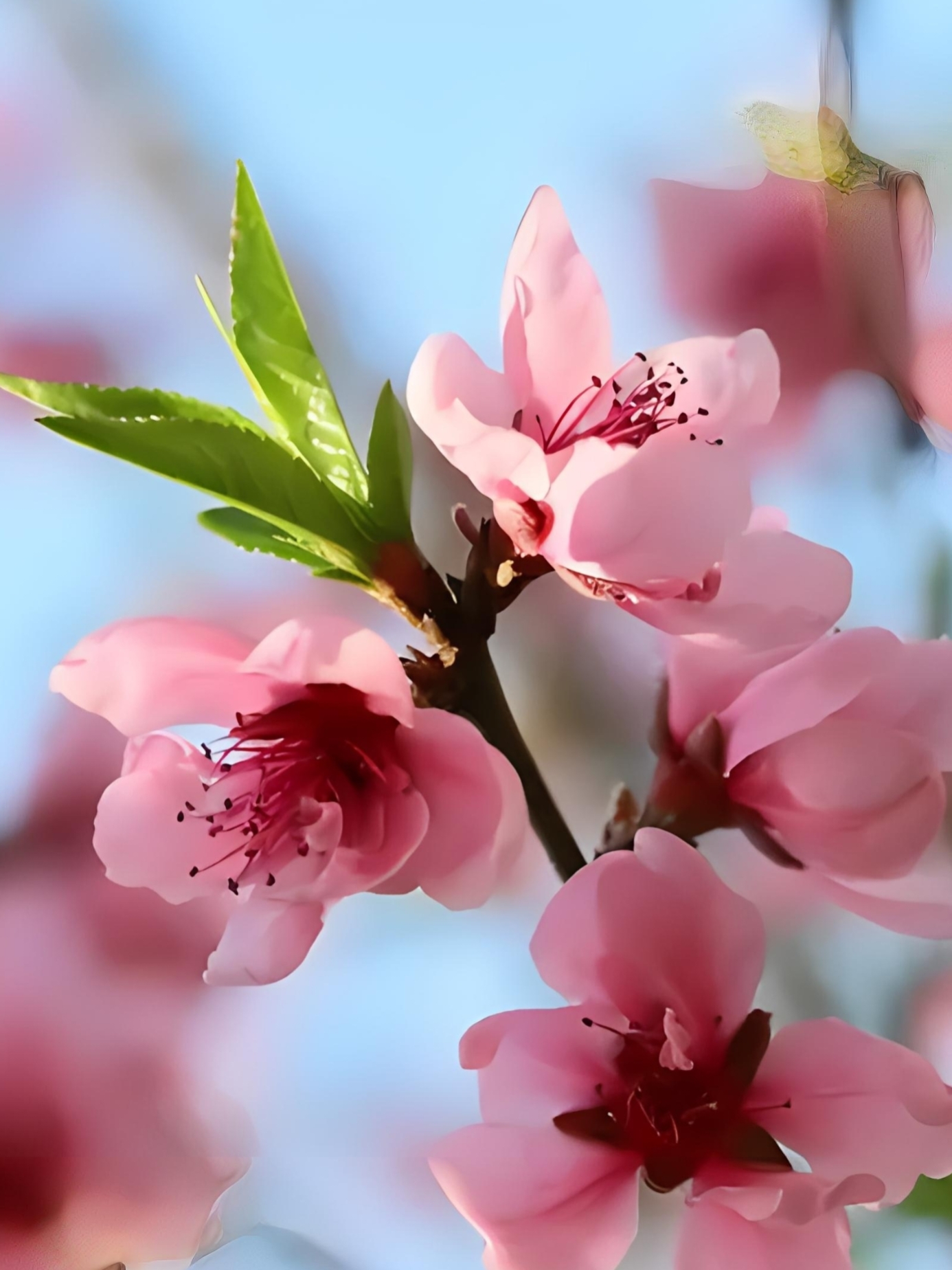 [围观]春天观赏桃花