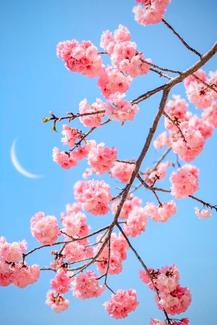 春天樱花大自然图片