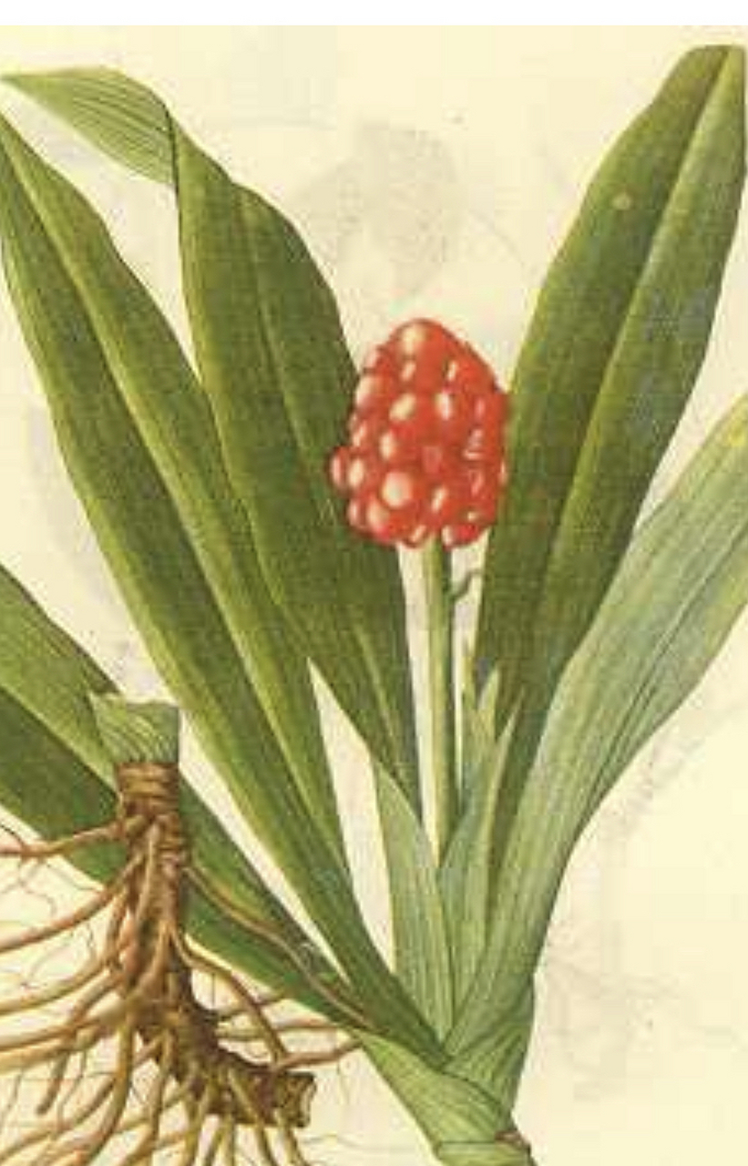 每日一中药:万年青【别名】青鱼胆,海带青,竹根七,开喉剑.