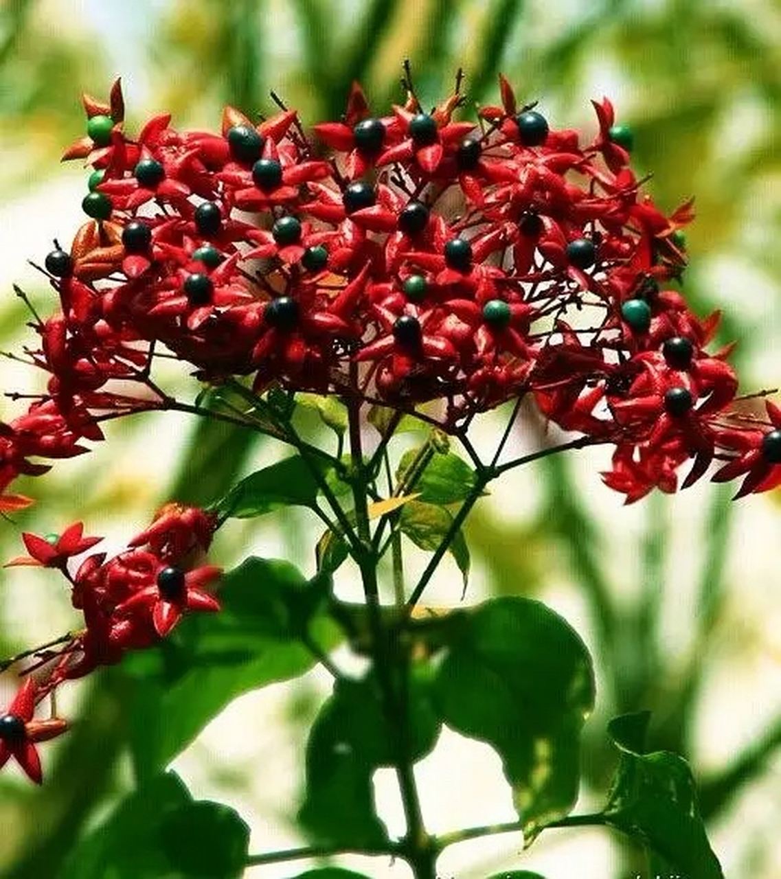 每日一中药:祛风湿药  臭梧桐【别名】臭桐,臭芙蓉,地梧桐,八角梧桐