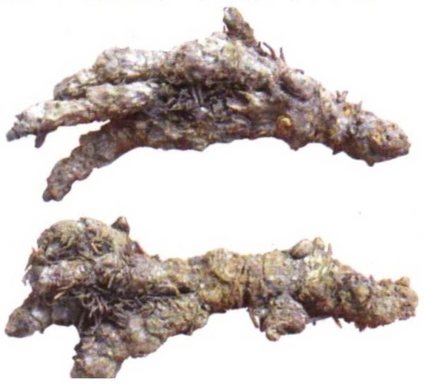 的干燥根茎,也称为"味连".