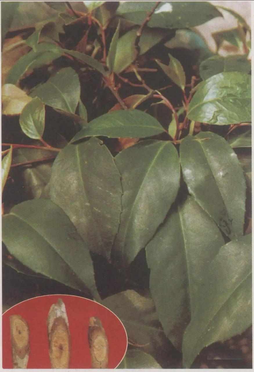 每日一中药:祛风湿药  海风藤【别名】风藤,大风藤,老藤,岩胡椒.