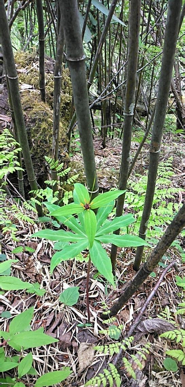 七层楼草药图片图片