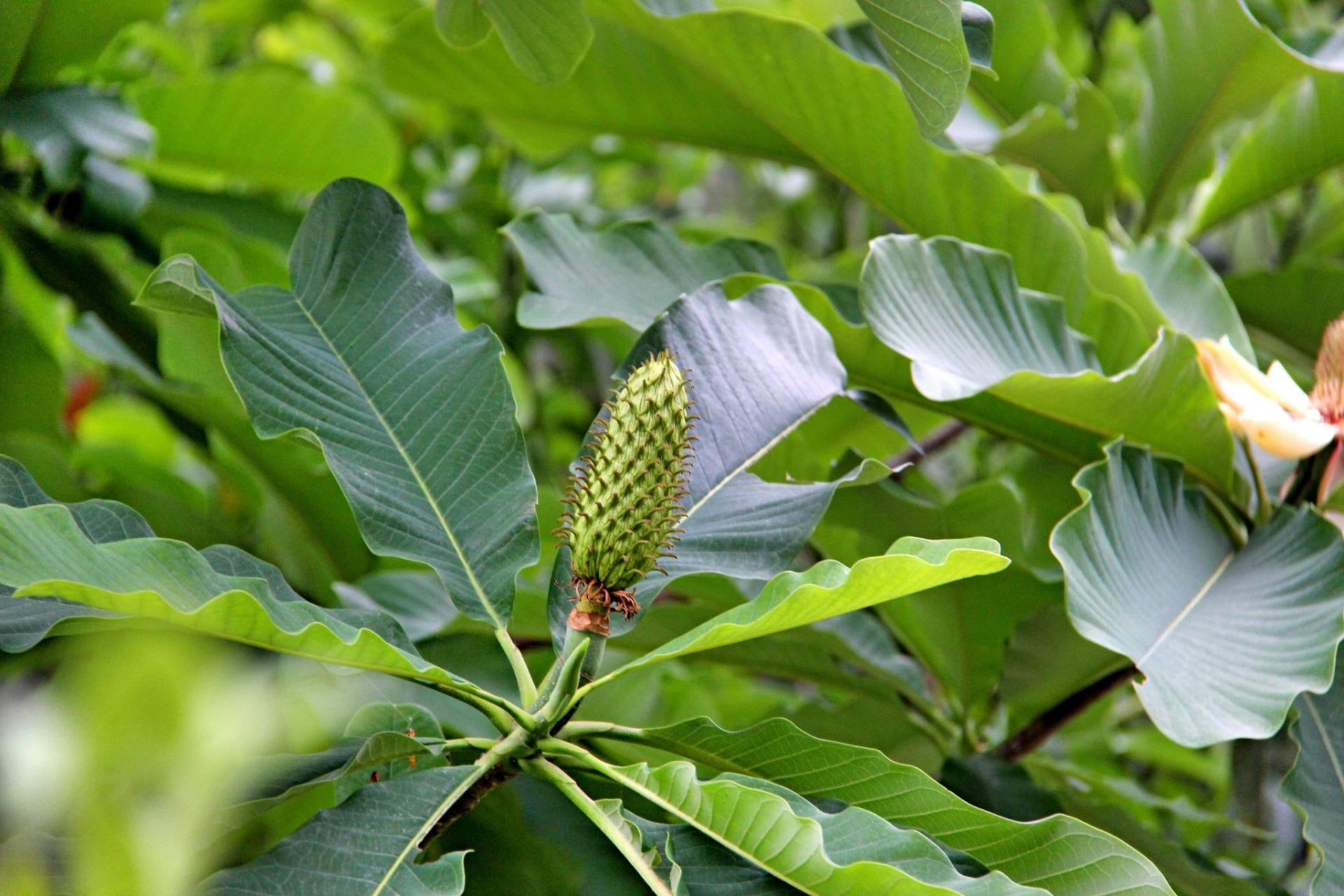 或凹叶厚朴 magnolia officinalis rehd.et wils. var bi- loba