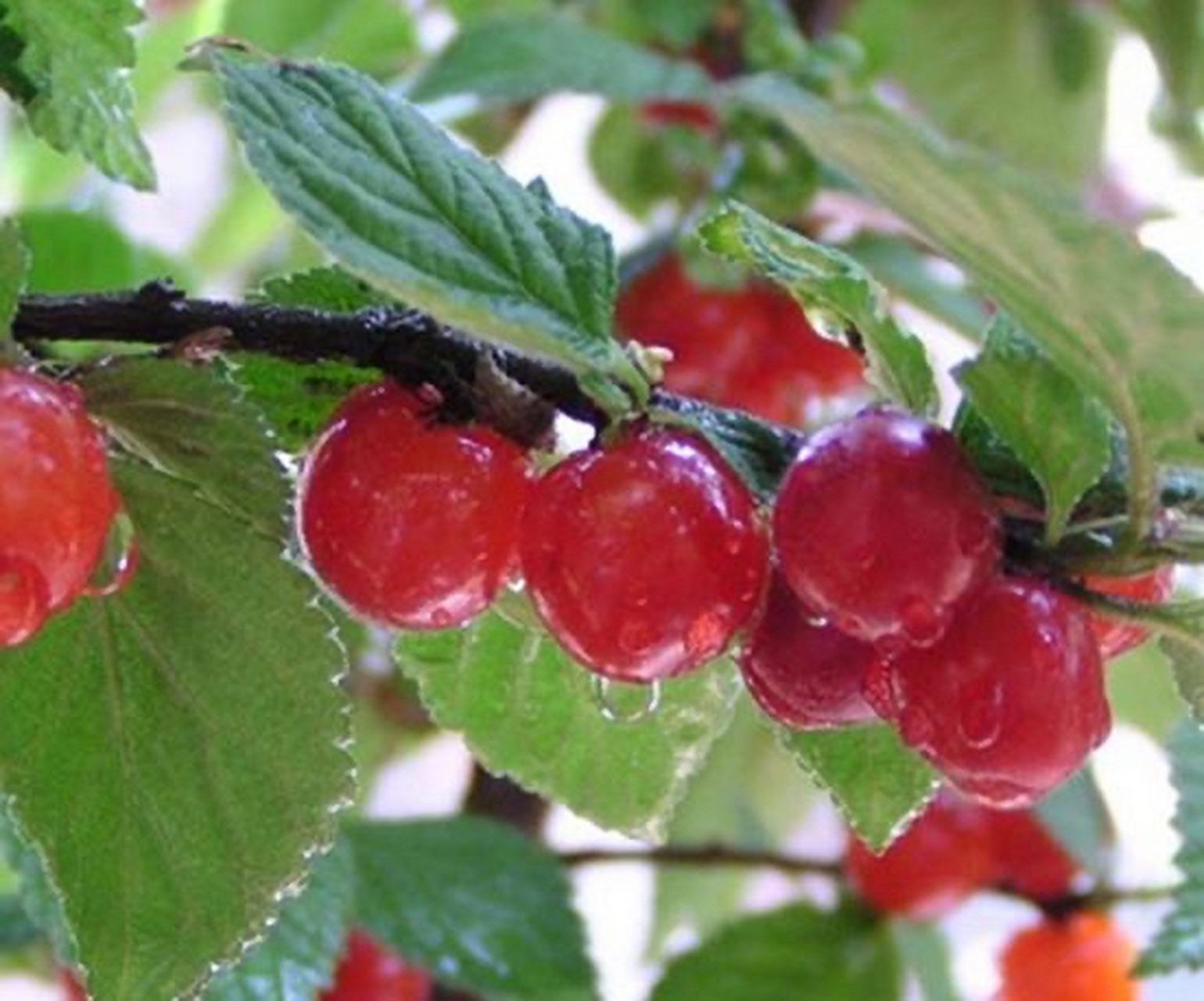 每日一中药:泻下药 郁李仁【别名】郁子,郁里仁,李仁肉,小李仁.
